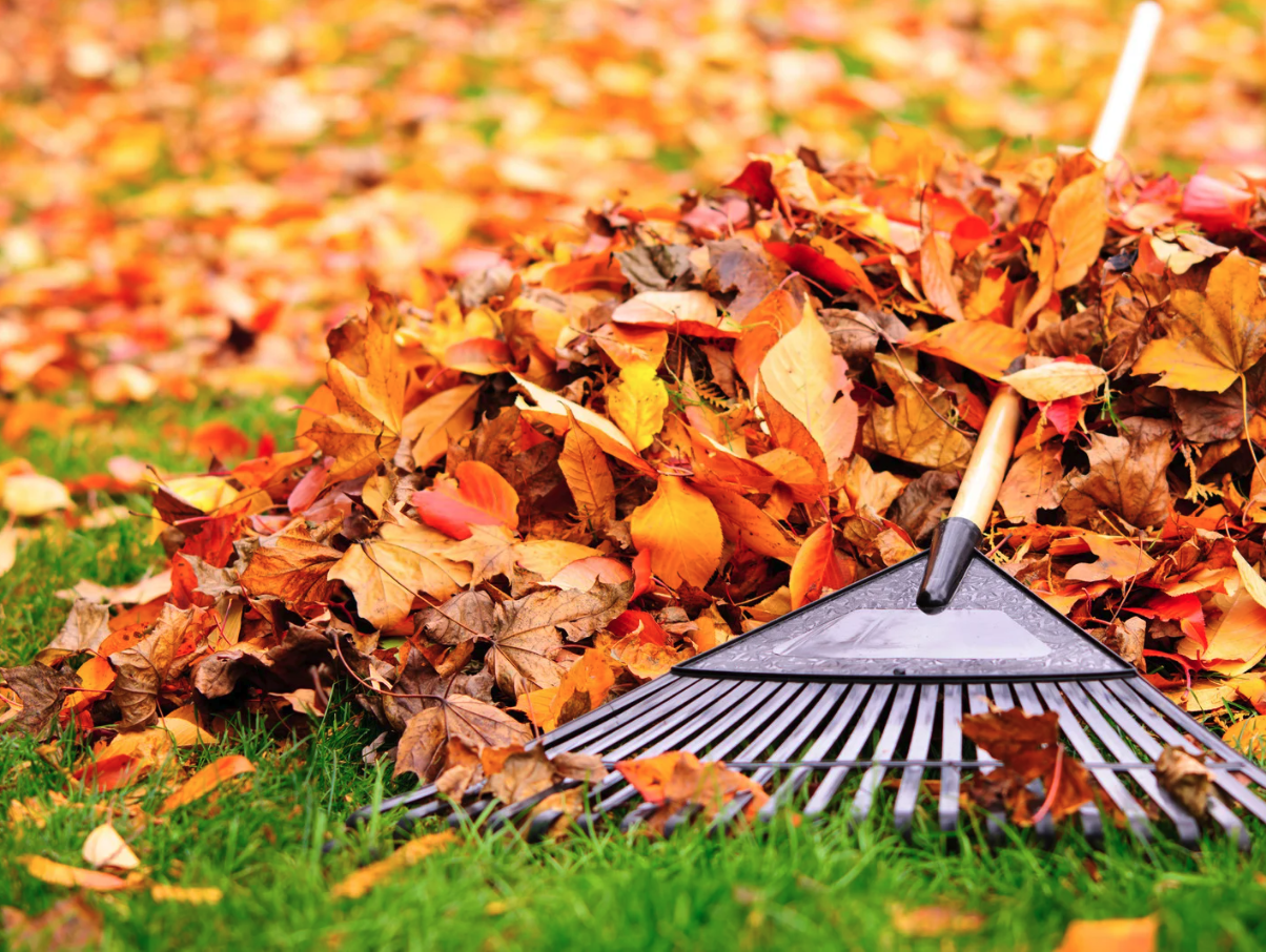 Fall Leaf Clean-up