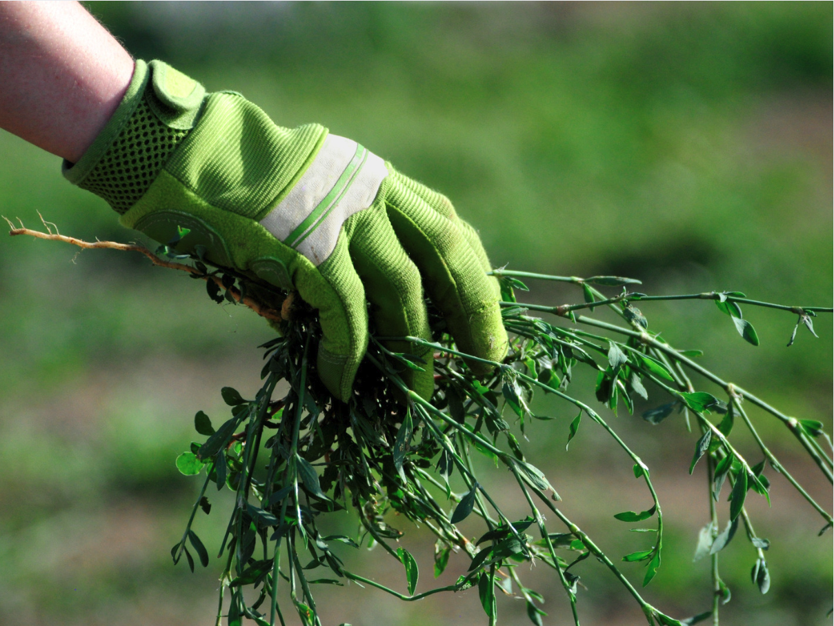 Weed Pulling