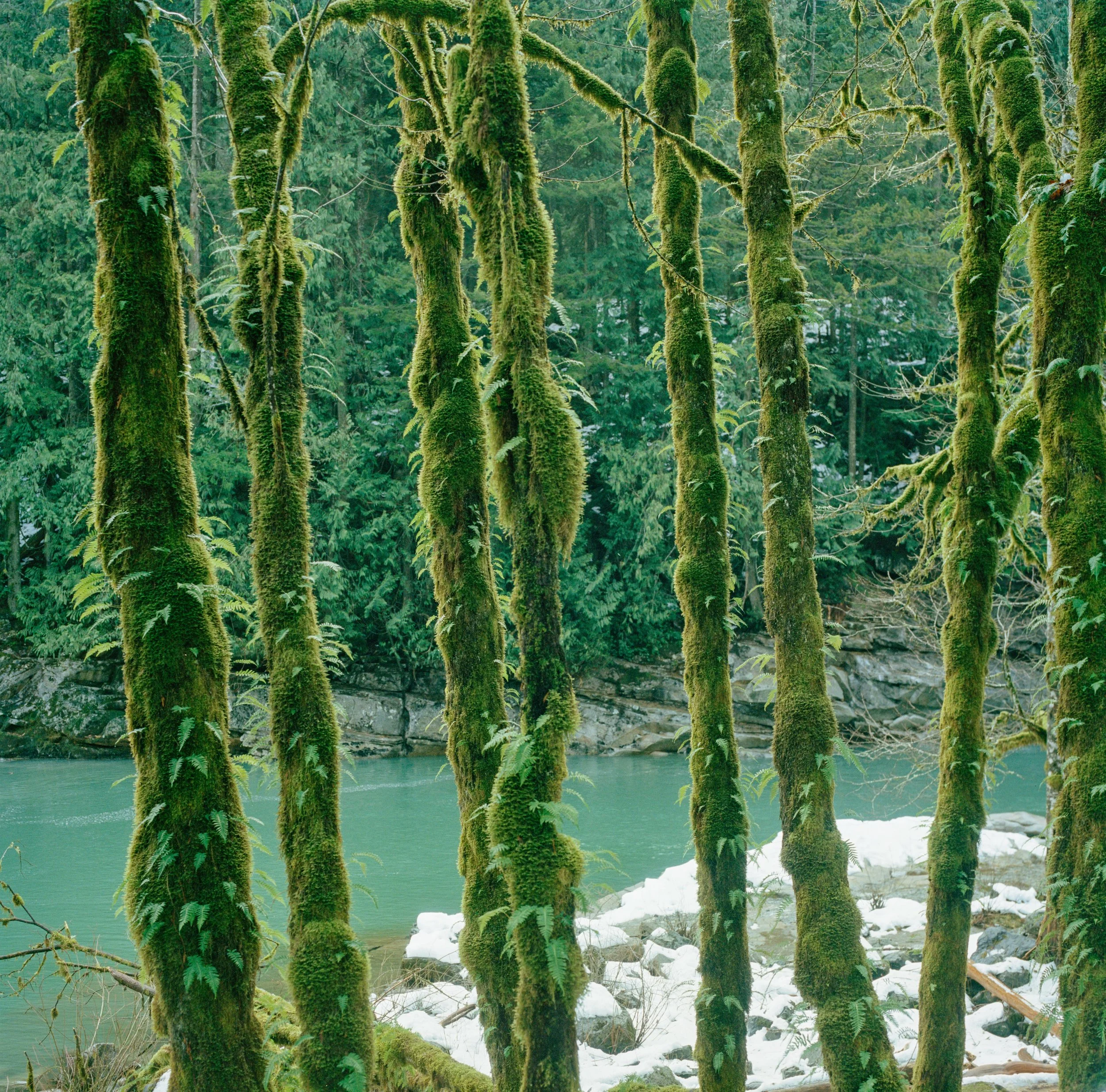 treesbytheriver2.jpg