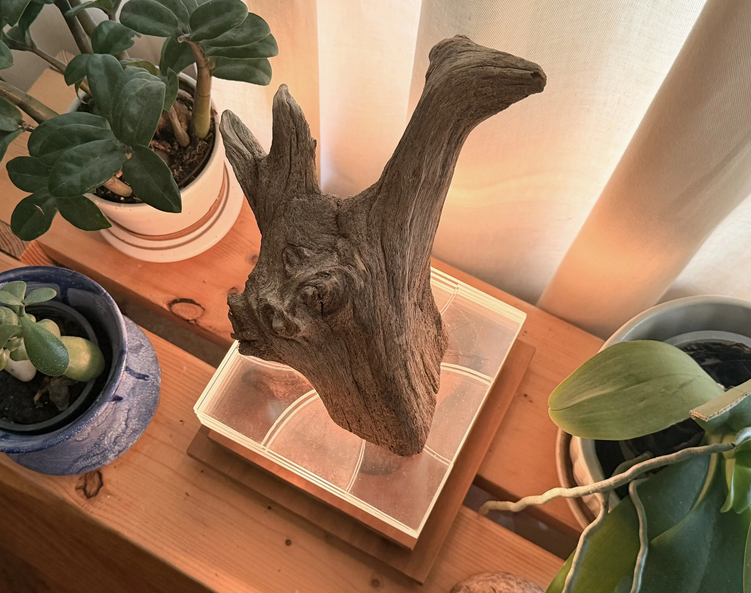 A wooden table with potted plants, including a jade plant, a jade pumila, and a succulent, with a large piece of driftwood or tree branch in the center and a curtain in the background.