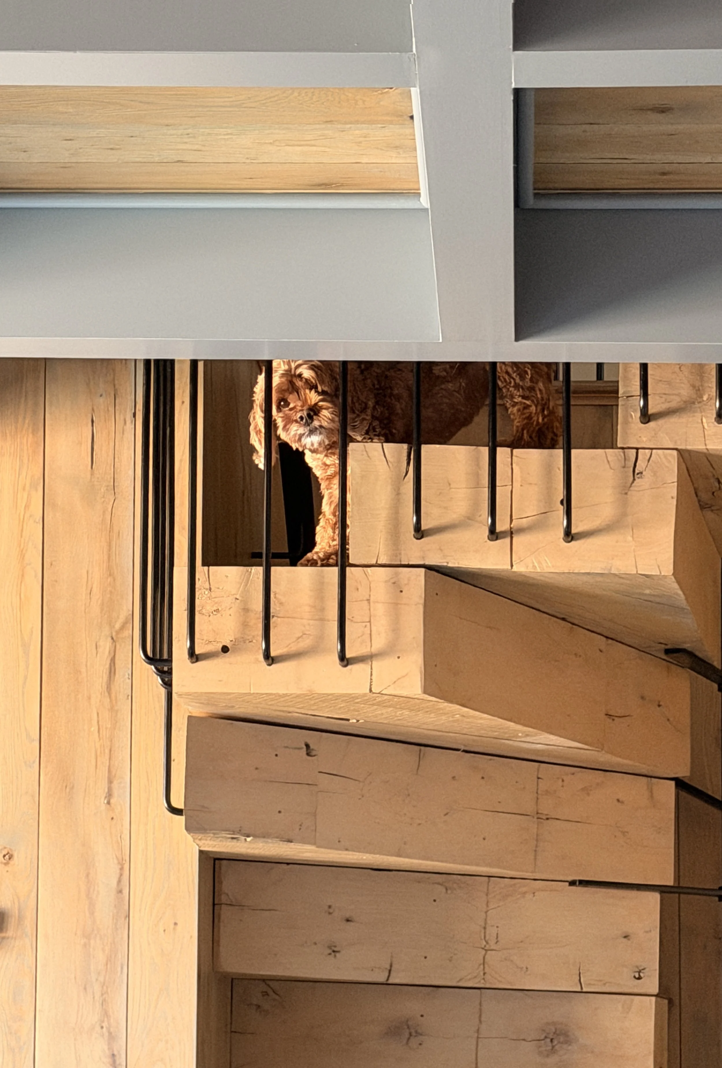 A small dog with brown curly fur standing behind black metal bars, looking out from a wooden enclosure.