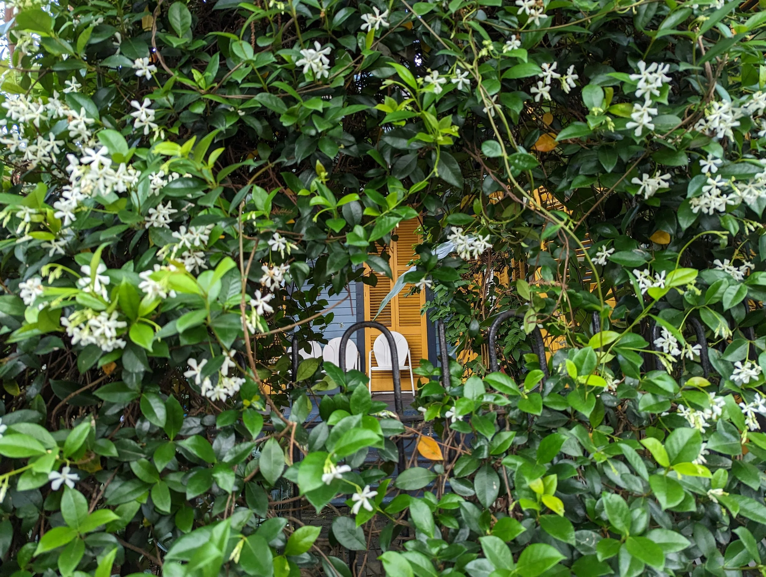 A view through lush green foliage, revealing a house with yellow shutters in the background.