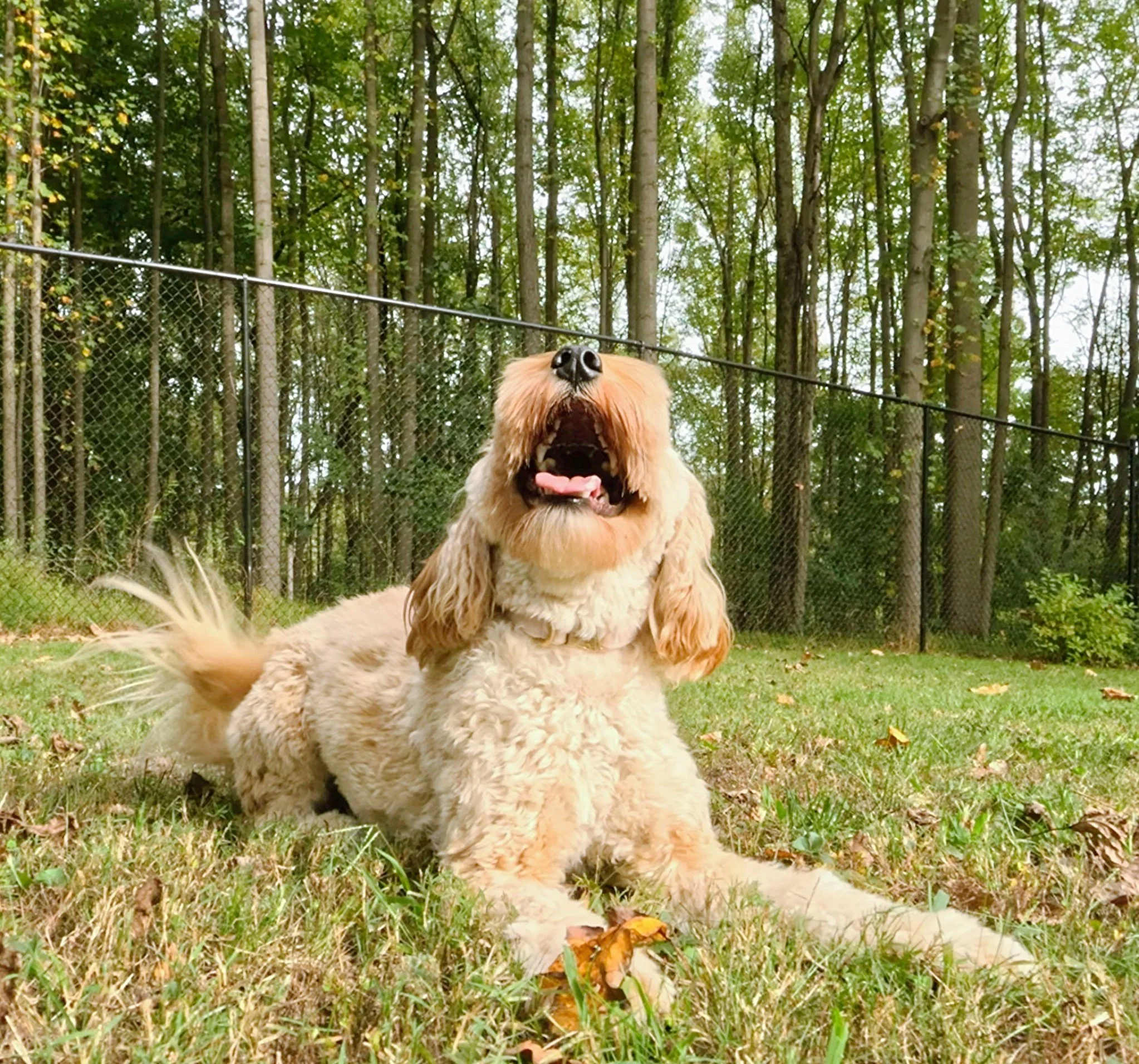coco