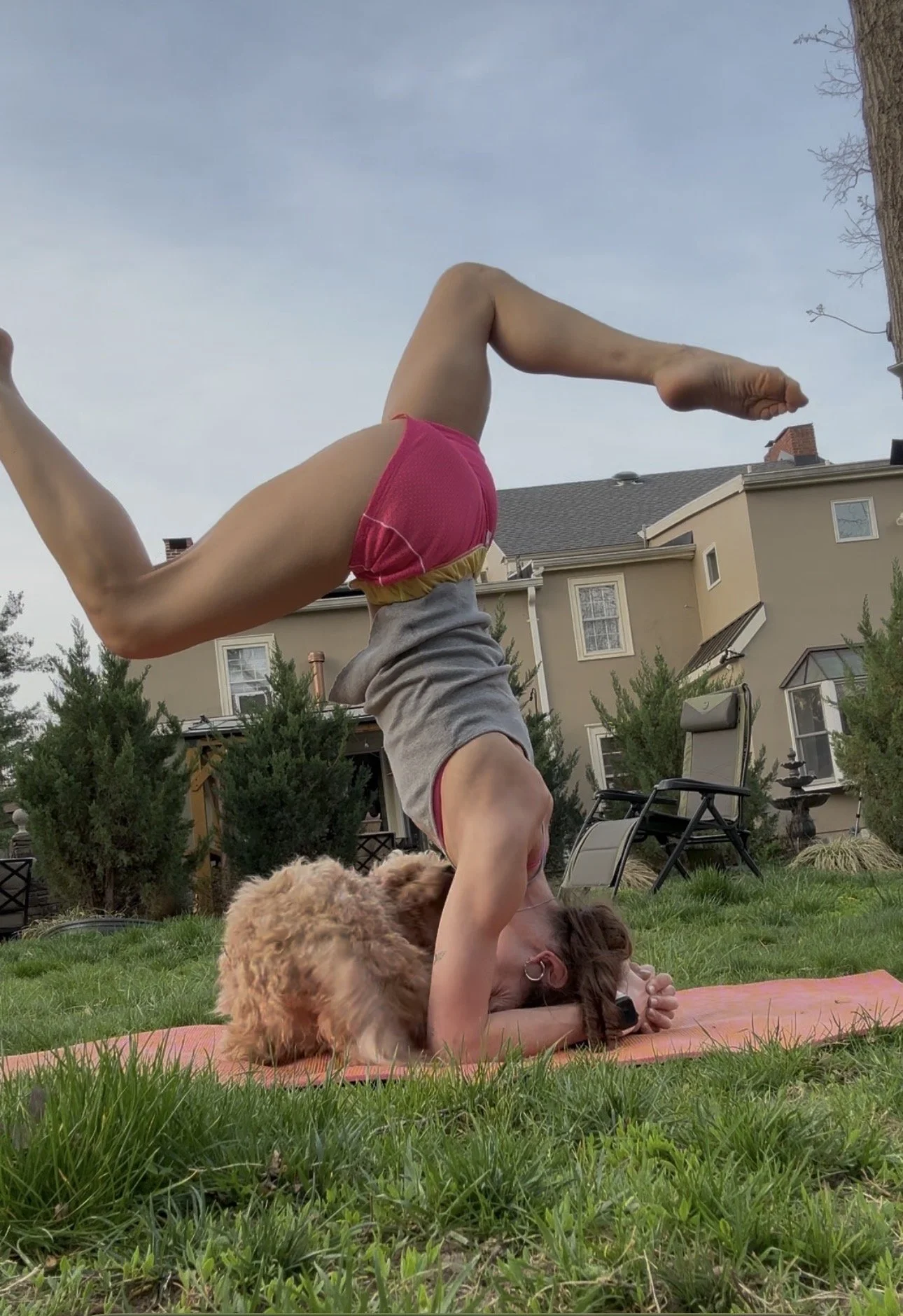 A person practicing yoga outdoors, performing a headstand with legs extended, next to a brown poodle, on a pink yoga mat in a backyard with houses, trees, and outdoor furniture in the background.