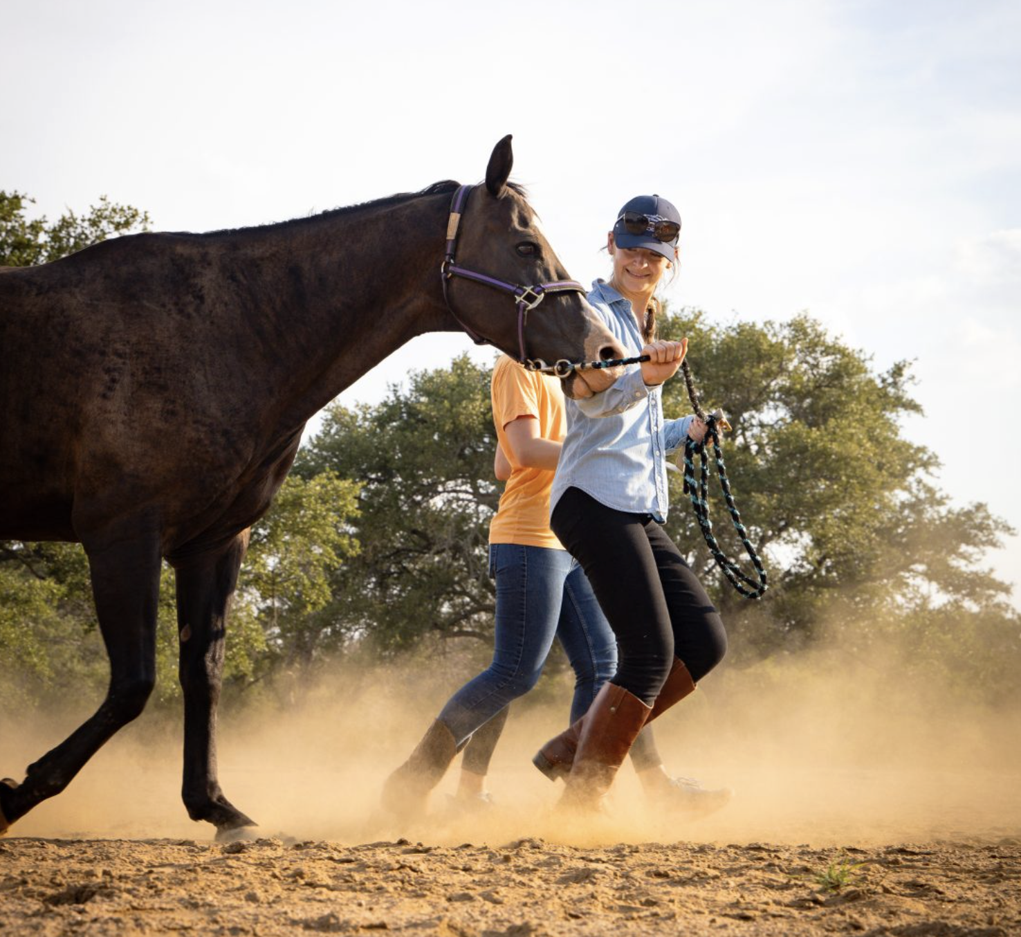Horse &amp; Bow
