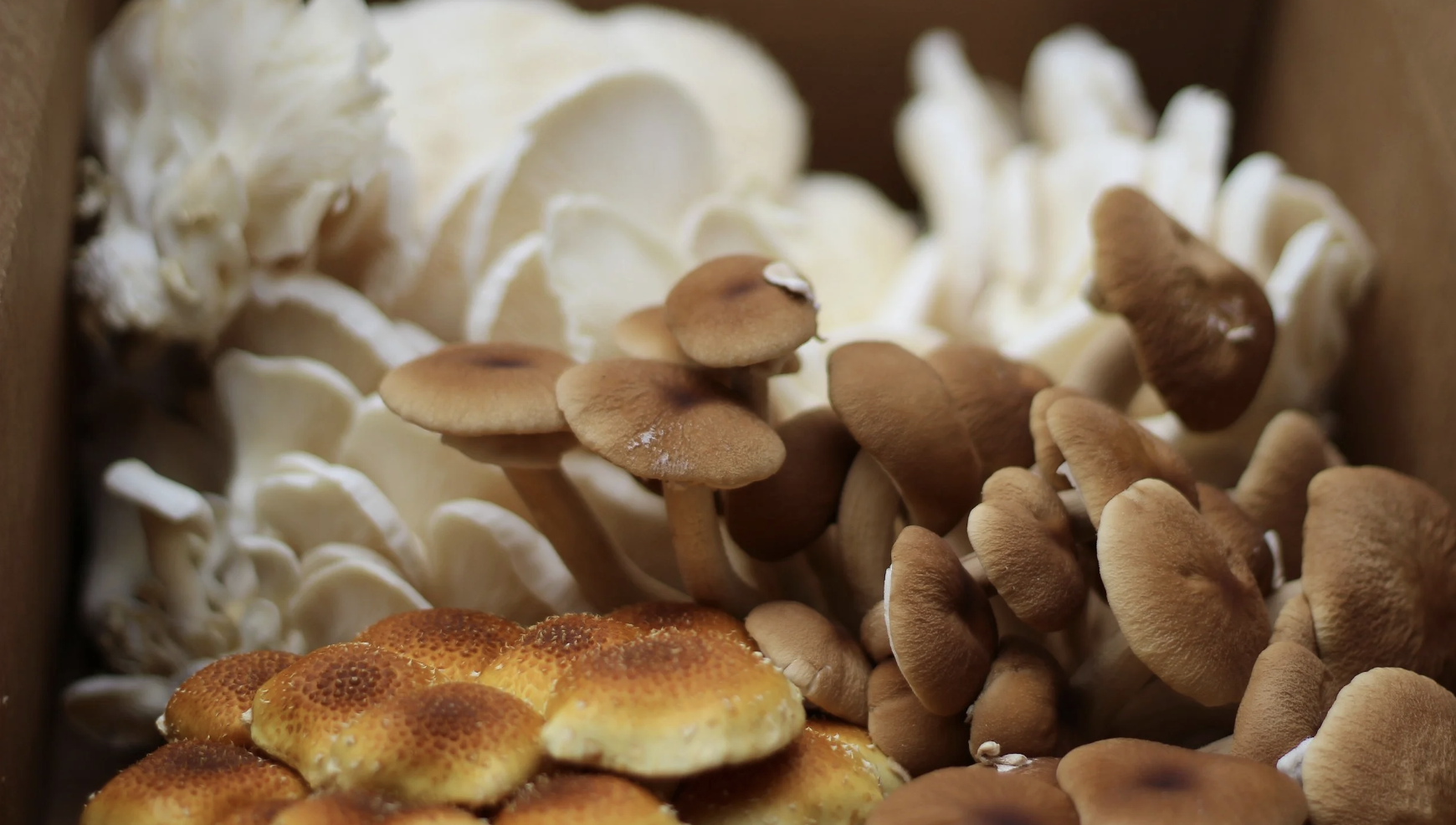 Enchanted Mushrooms