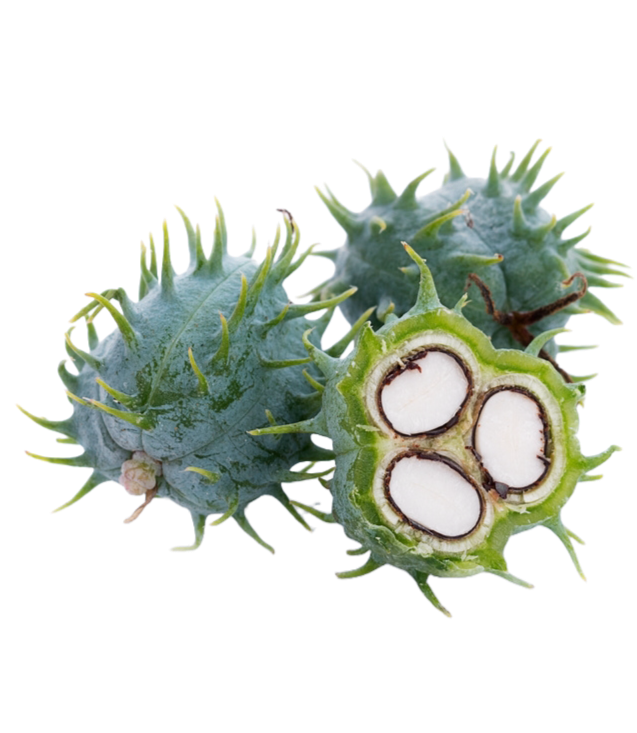 Three castor oil fruits with spiky exteriors, with one cut open to reveal white seeds inside.