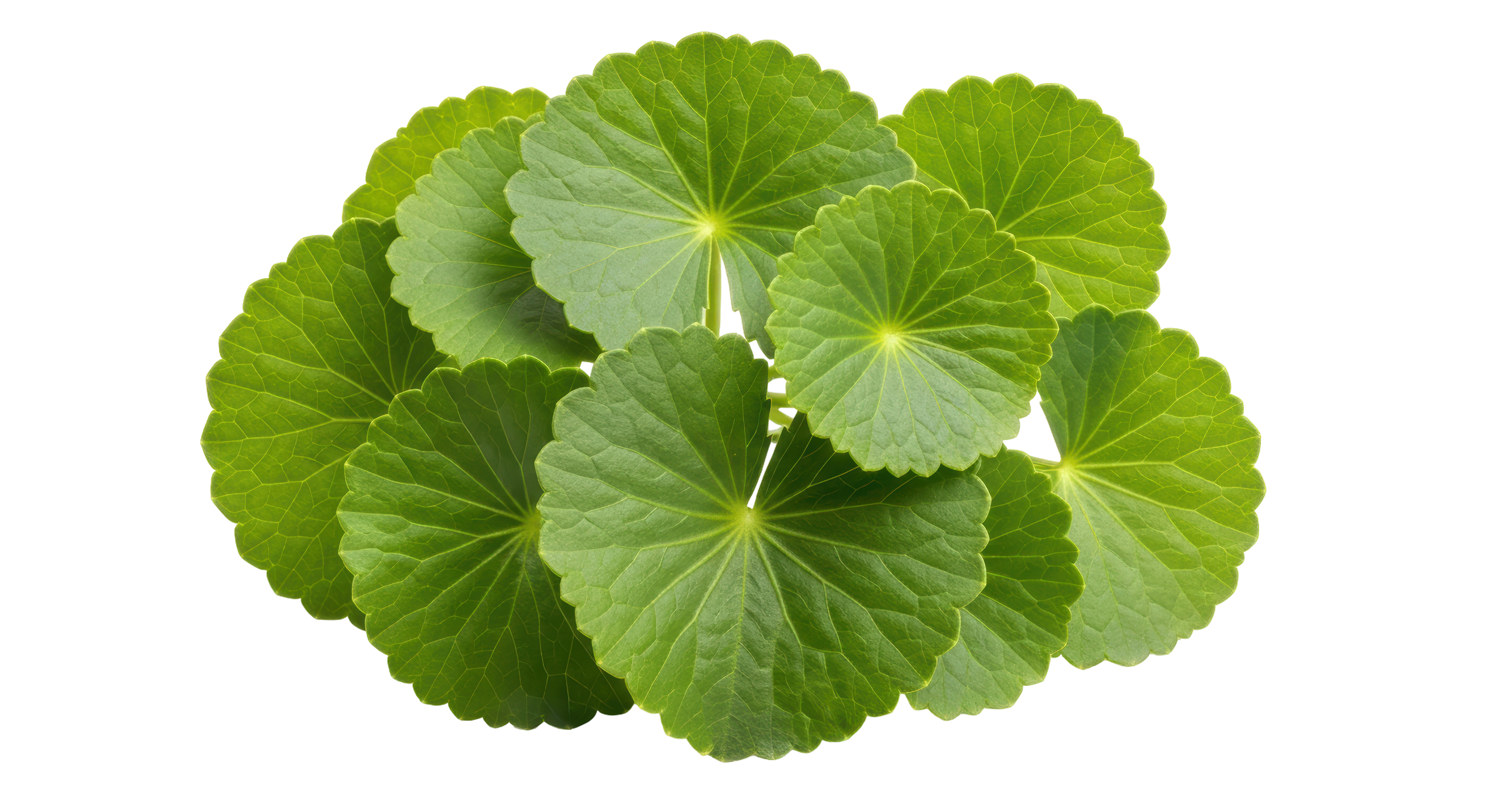 Close-up of Gotu Kola, a green, round leaves with scalloped edges and prominent veins.