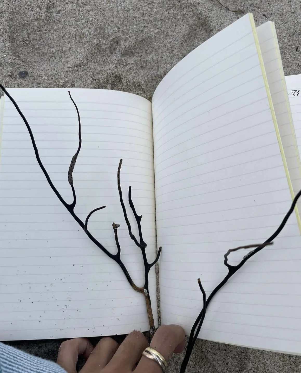 Writing the Earth: Haiku as Ecological Awareness with Maria Daniela Giron (English y Español)