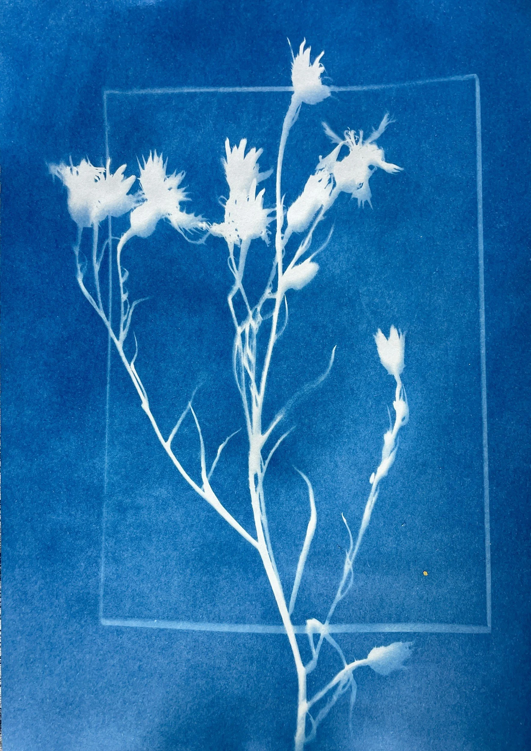 Botanical Blueprints with Luis Hernandez