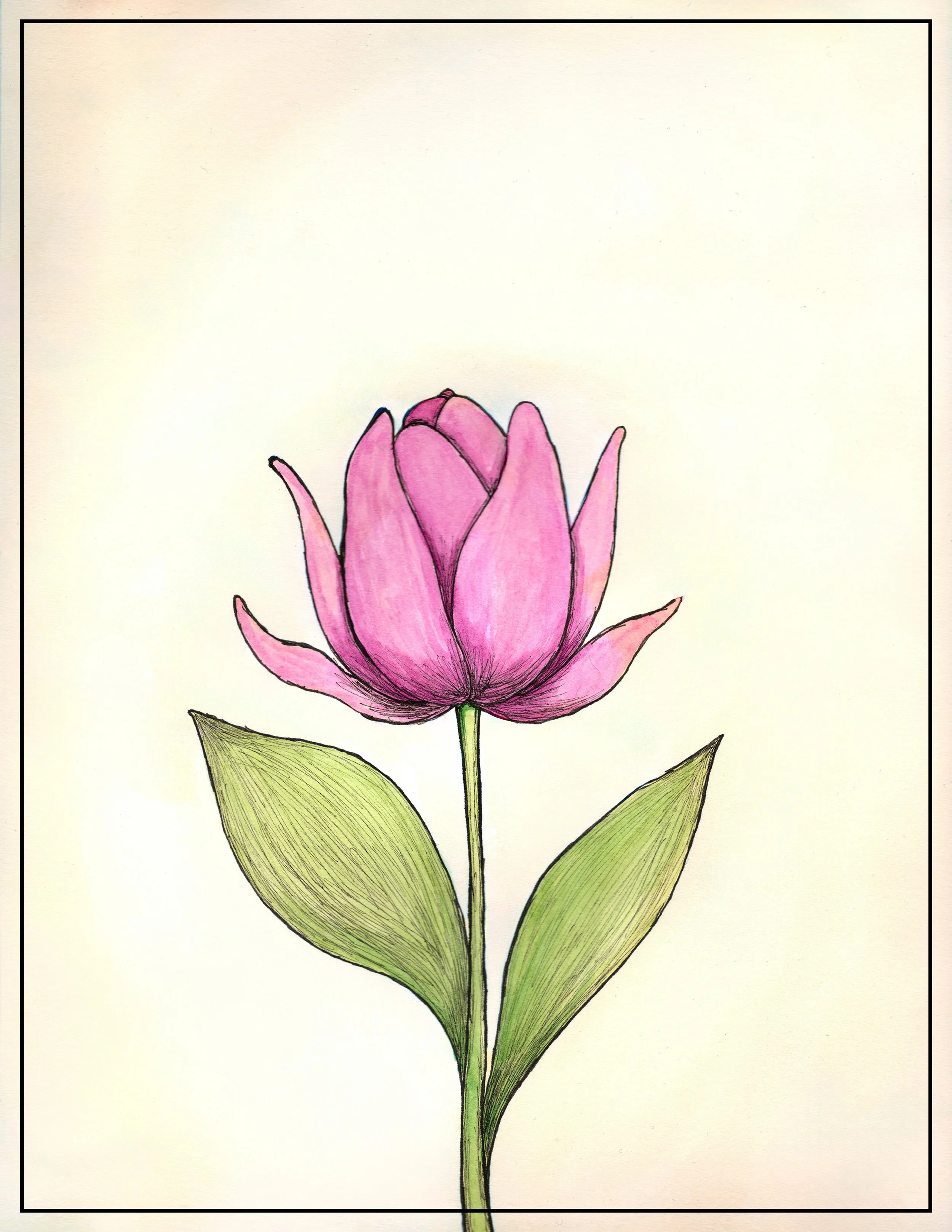 Tulip Final No Text.jpg