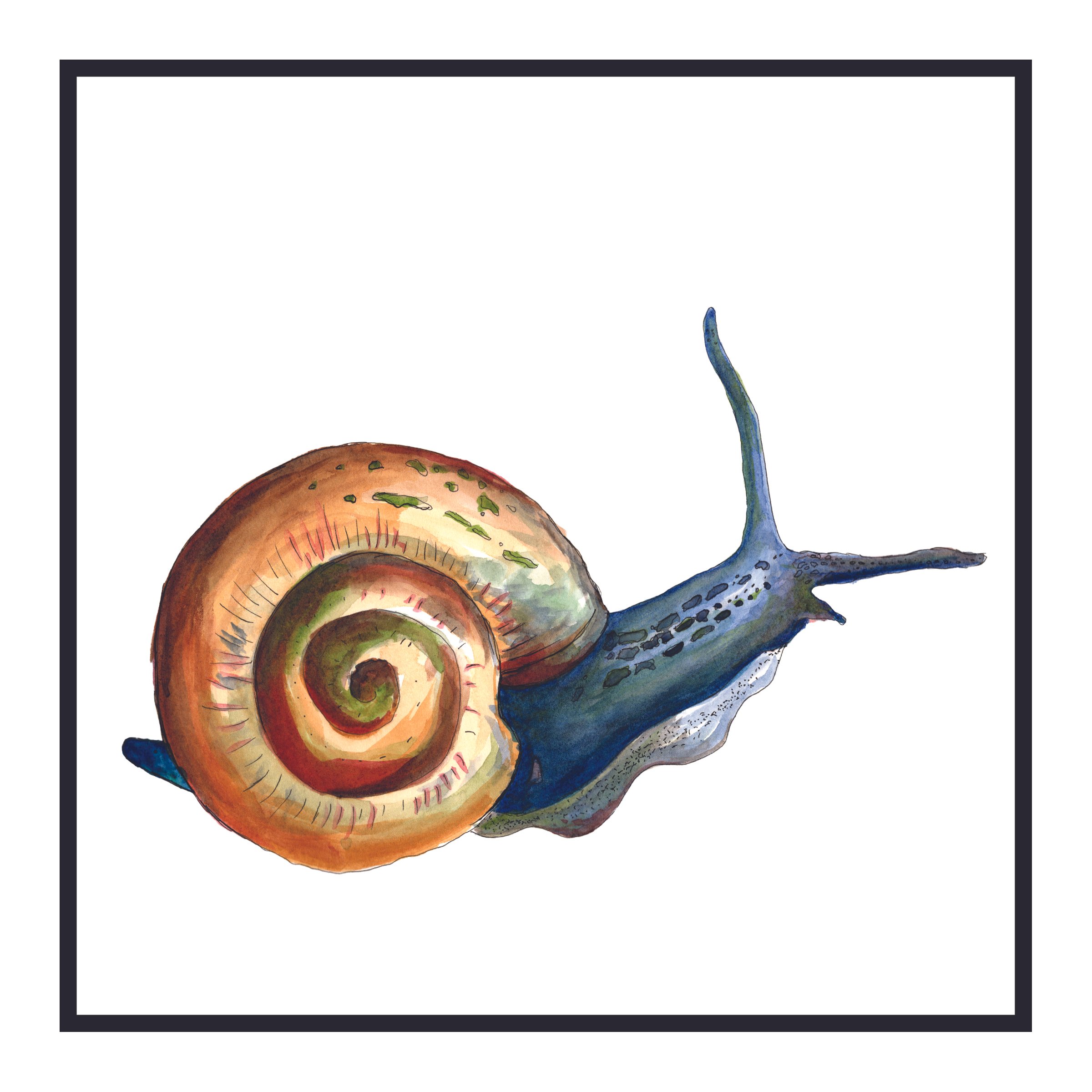 8x8 snail.jpg