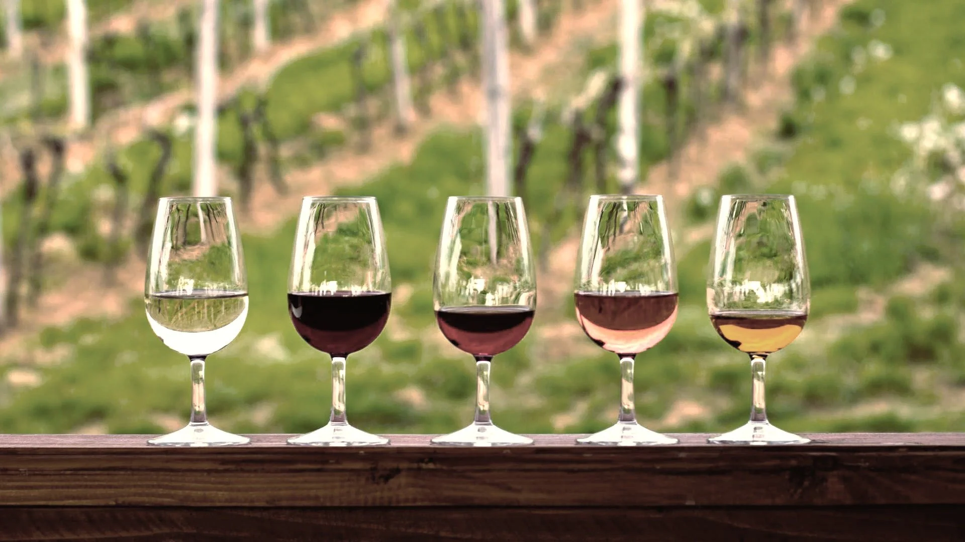 Five wine glasses filled with different types of wine arranged in a row on a wooden surface with a blurred vineyard background.