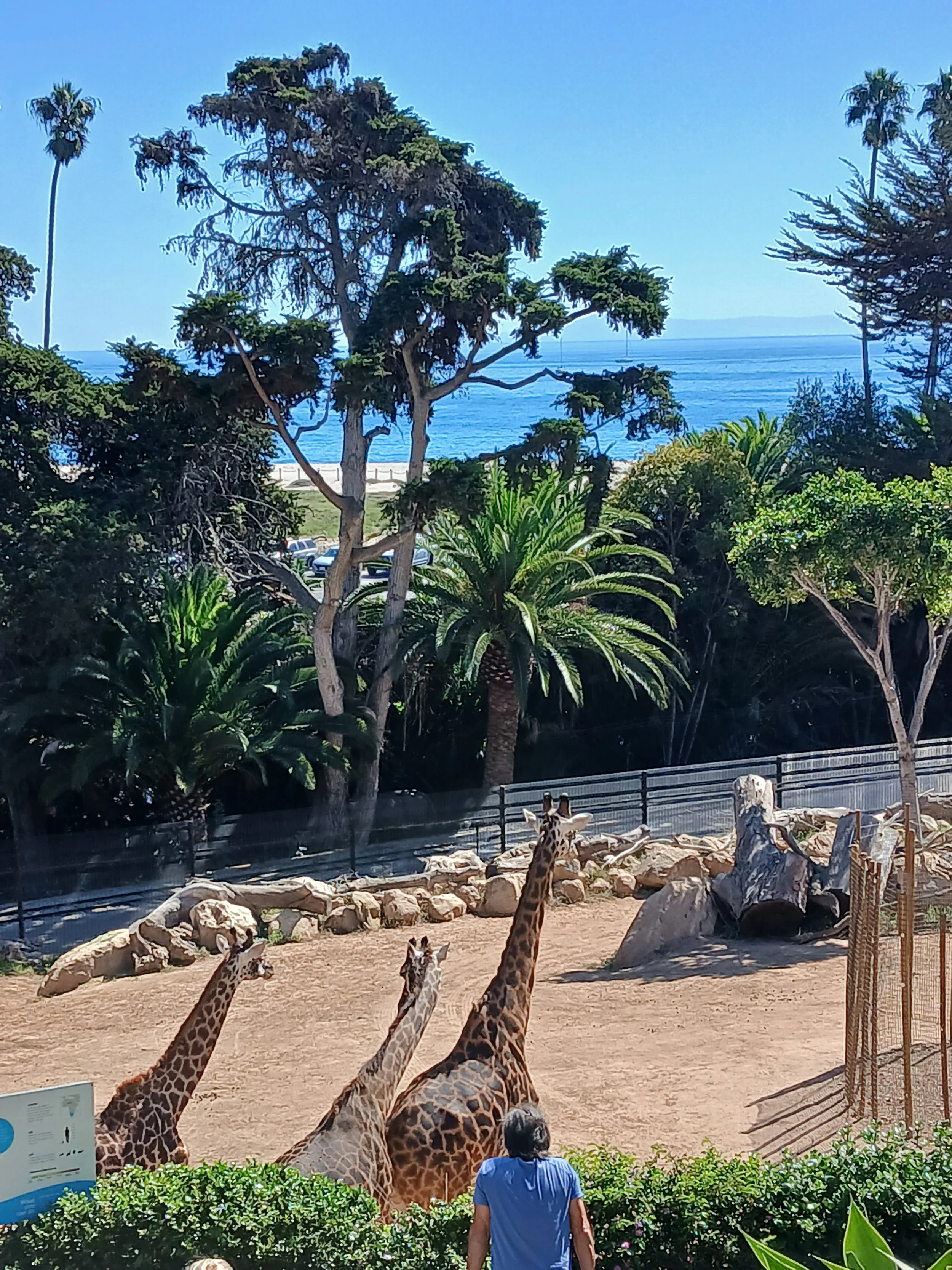 Giraffes in a zoo exhibit with trees, a person in a blue shirt, and a distant view of the ocean in the background.