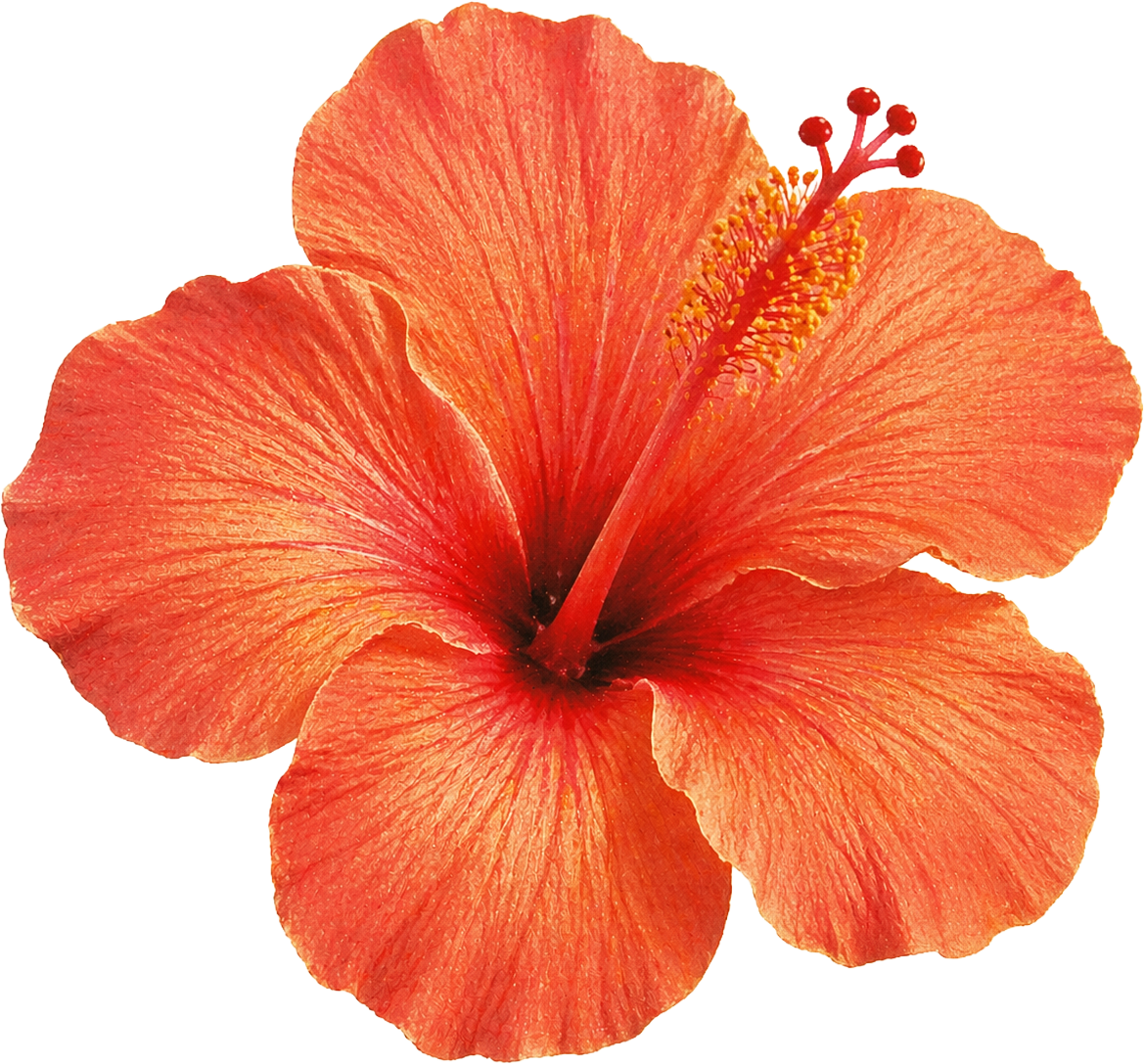 Close-up of a vibrant orange hibiscus flower with large petals and prominent red pistil and yellow stamens.