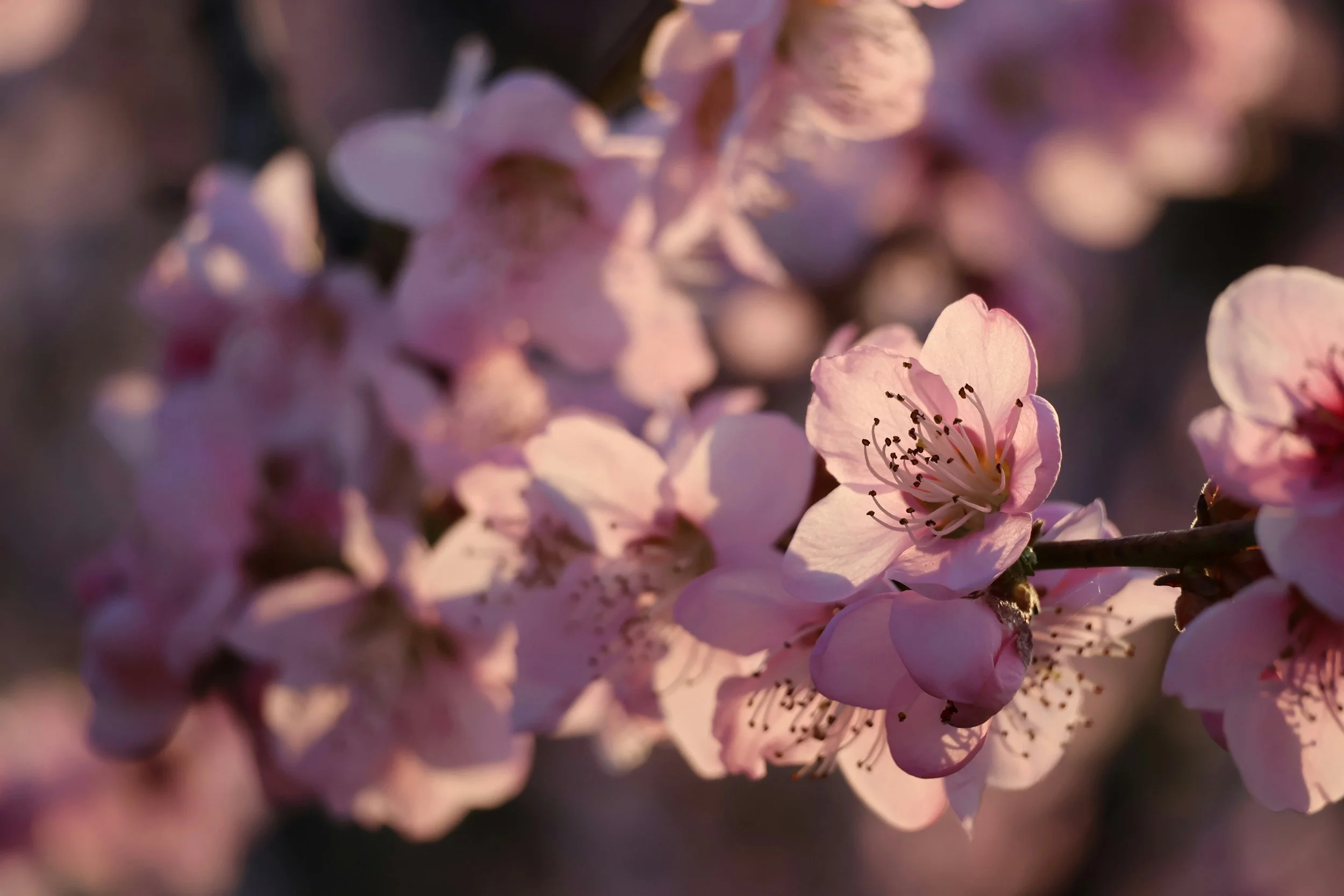 North Georgia is home to some of the most beautiful spring-time blossoms.
