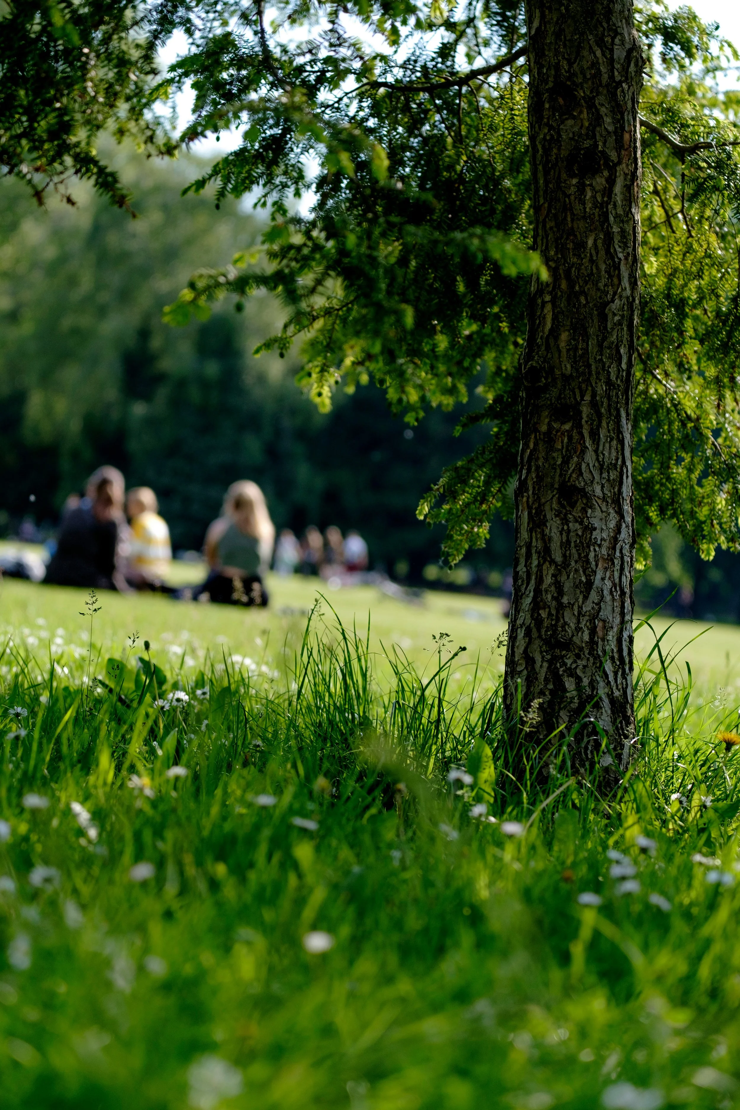 Close-up of a tree trunk in a grassy park with people sitting on the grass in the background.