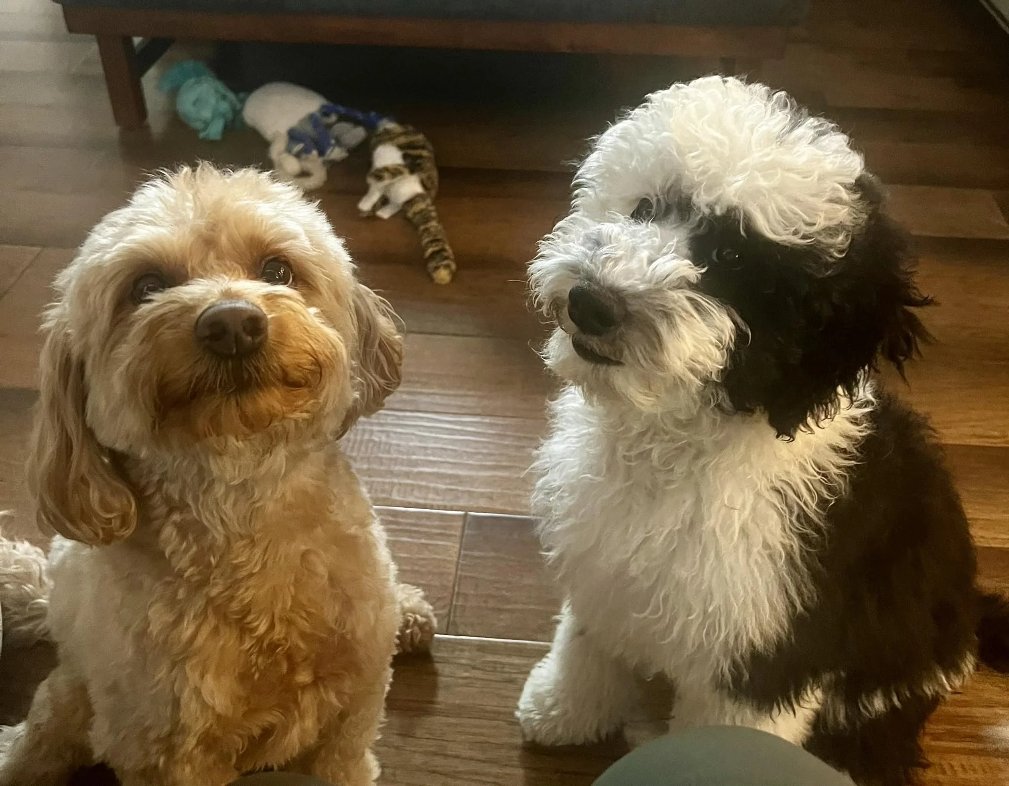 Noelle Larson's fur-babies