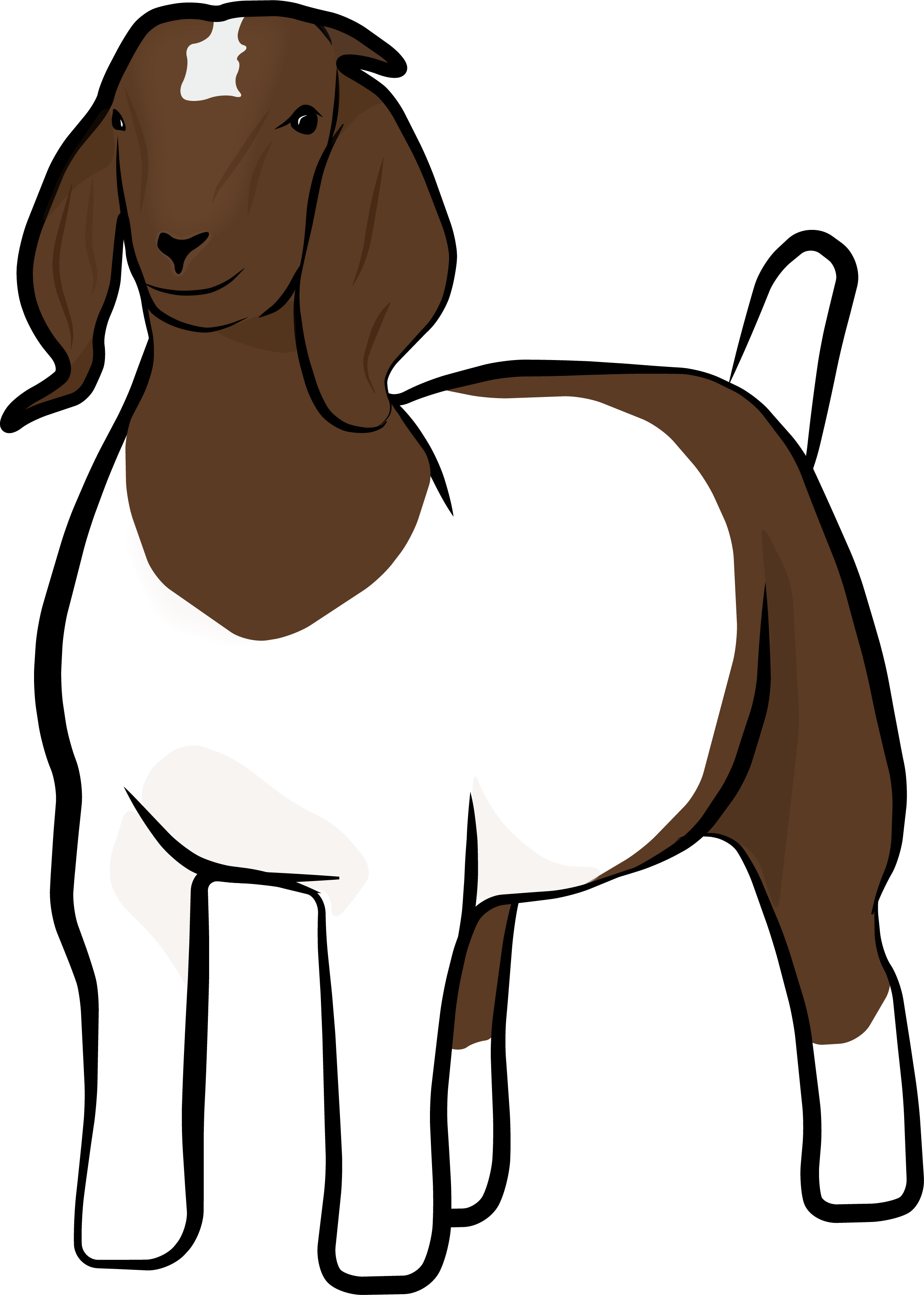 Show Goat