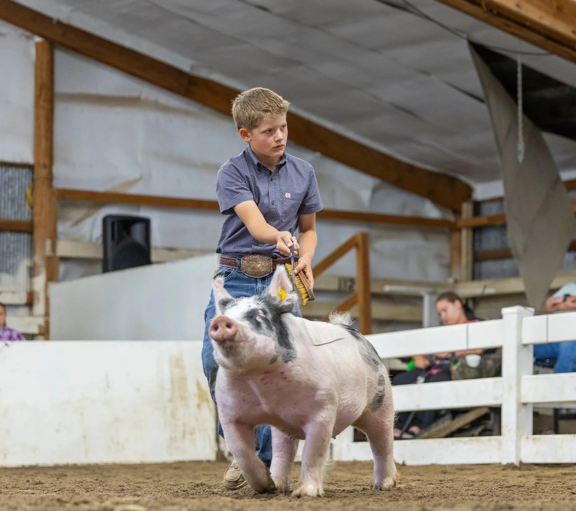 A young boy with blond hair, wearing a blue button-up shirt and jeans with a large belt buckle, is riding a large pig with black and white markings inside an indoor livestock show ring. The pig is standing on a dirt floor, and there are spectators and wooden railings in the background.