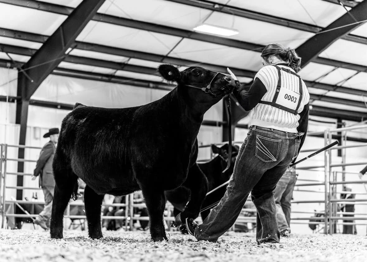 A woman at a livestock show handling a black cow inside an indoor arena, with other people and animals in the background.