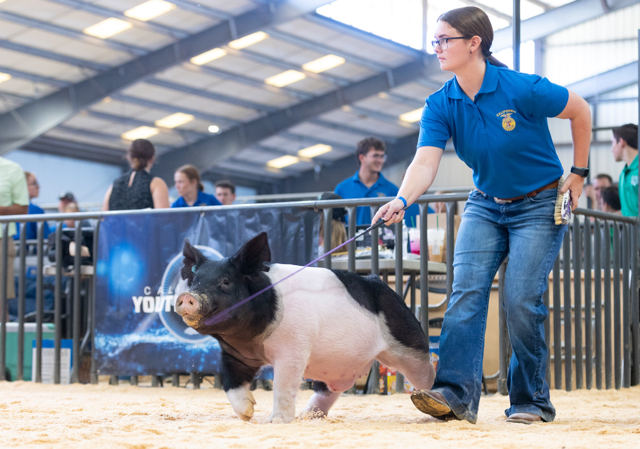 A young woman leading a pig in a livestock show arena at a fair, with people observing in the background.