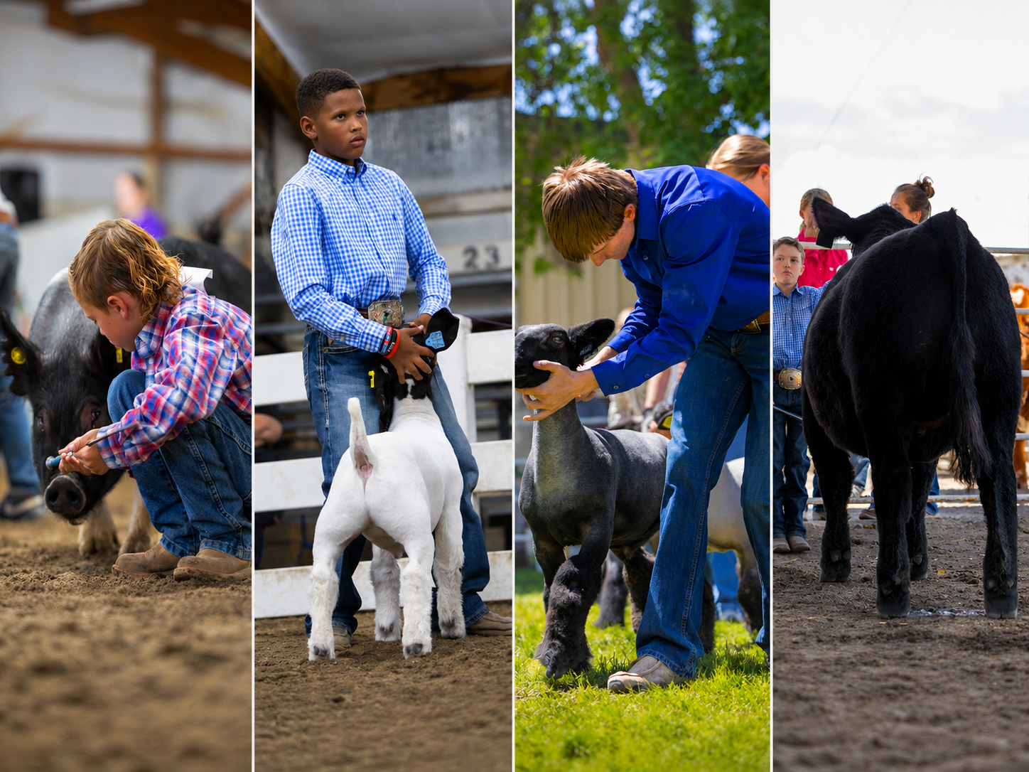 Show Goat pig sheep cattle