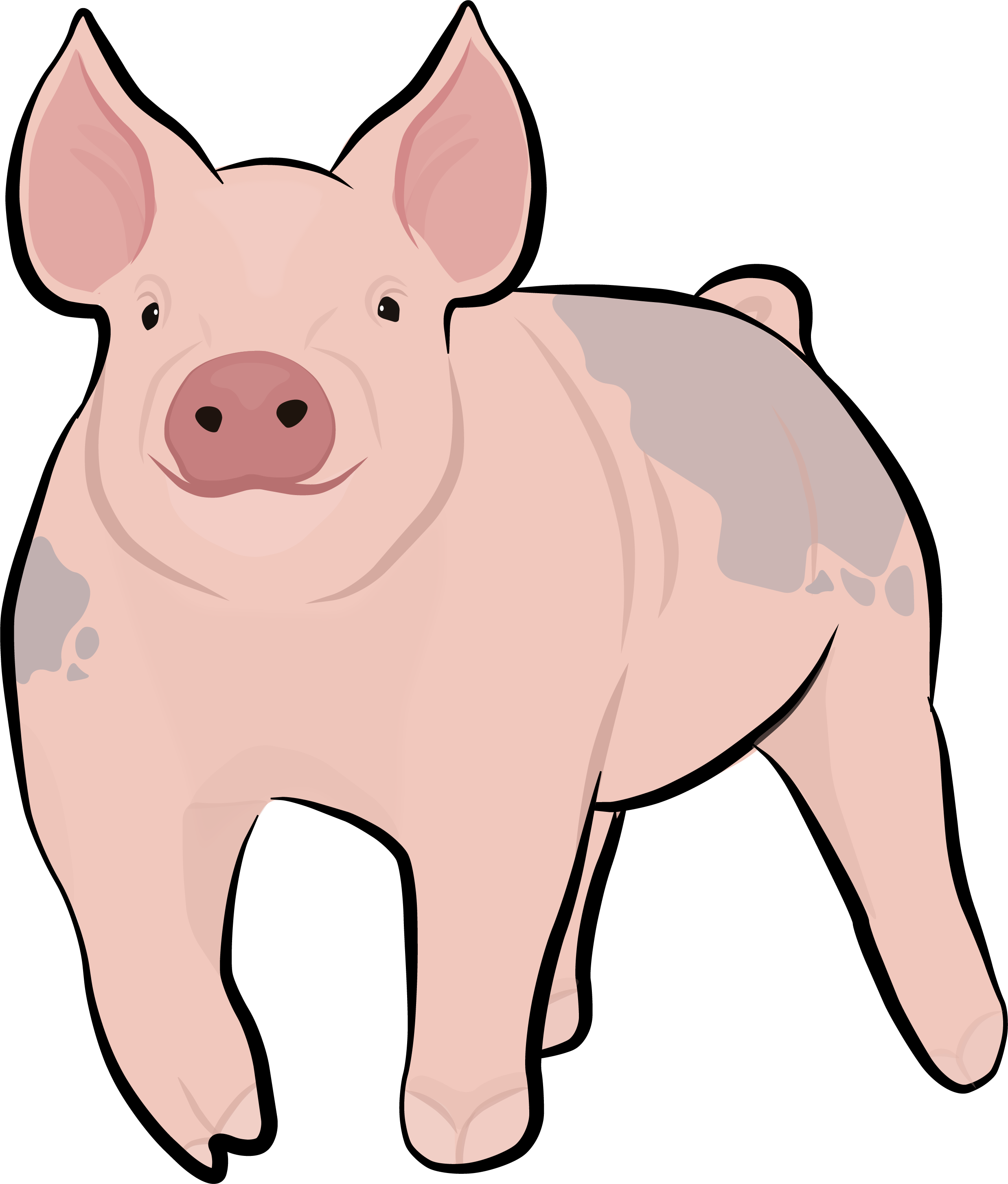 Show Pig