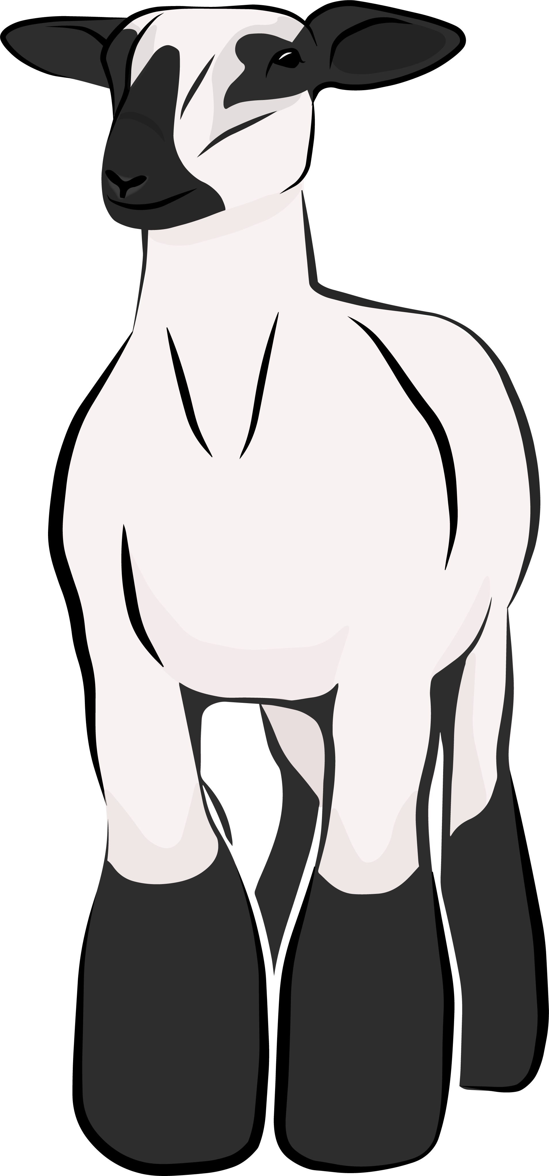 Show Lamb