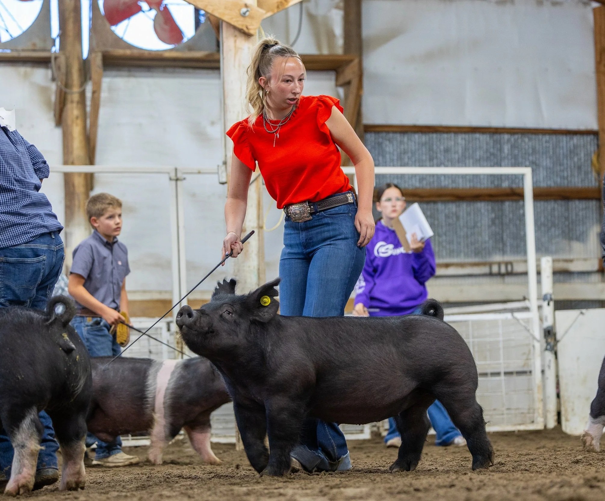 Young woman wearing a red shirt and jeans at an indoor livestock show, leading several black piglets on leashes, with children and adults observing in the background.