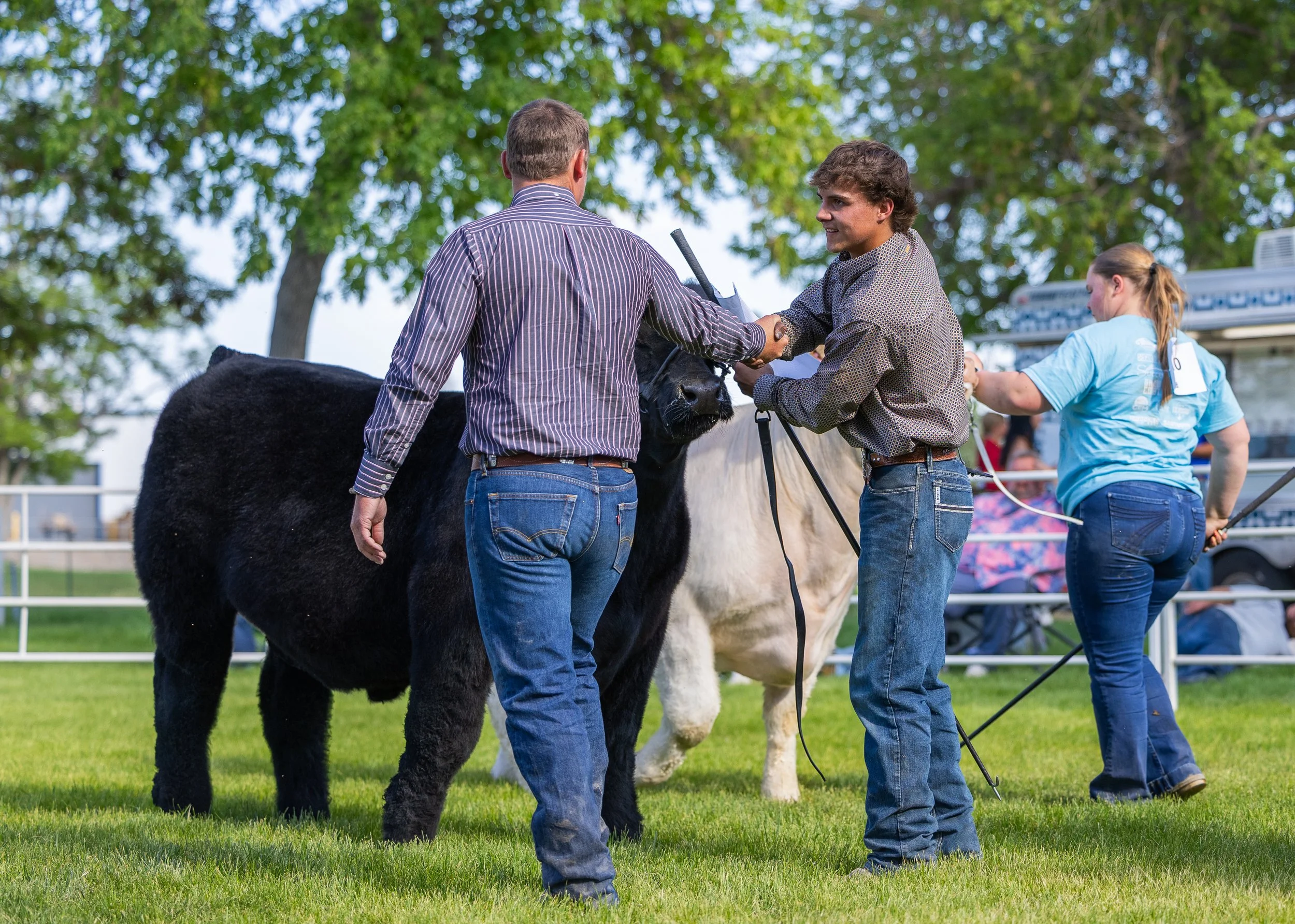 Young exhibitor showing a market steer at a livestock show