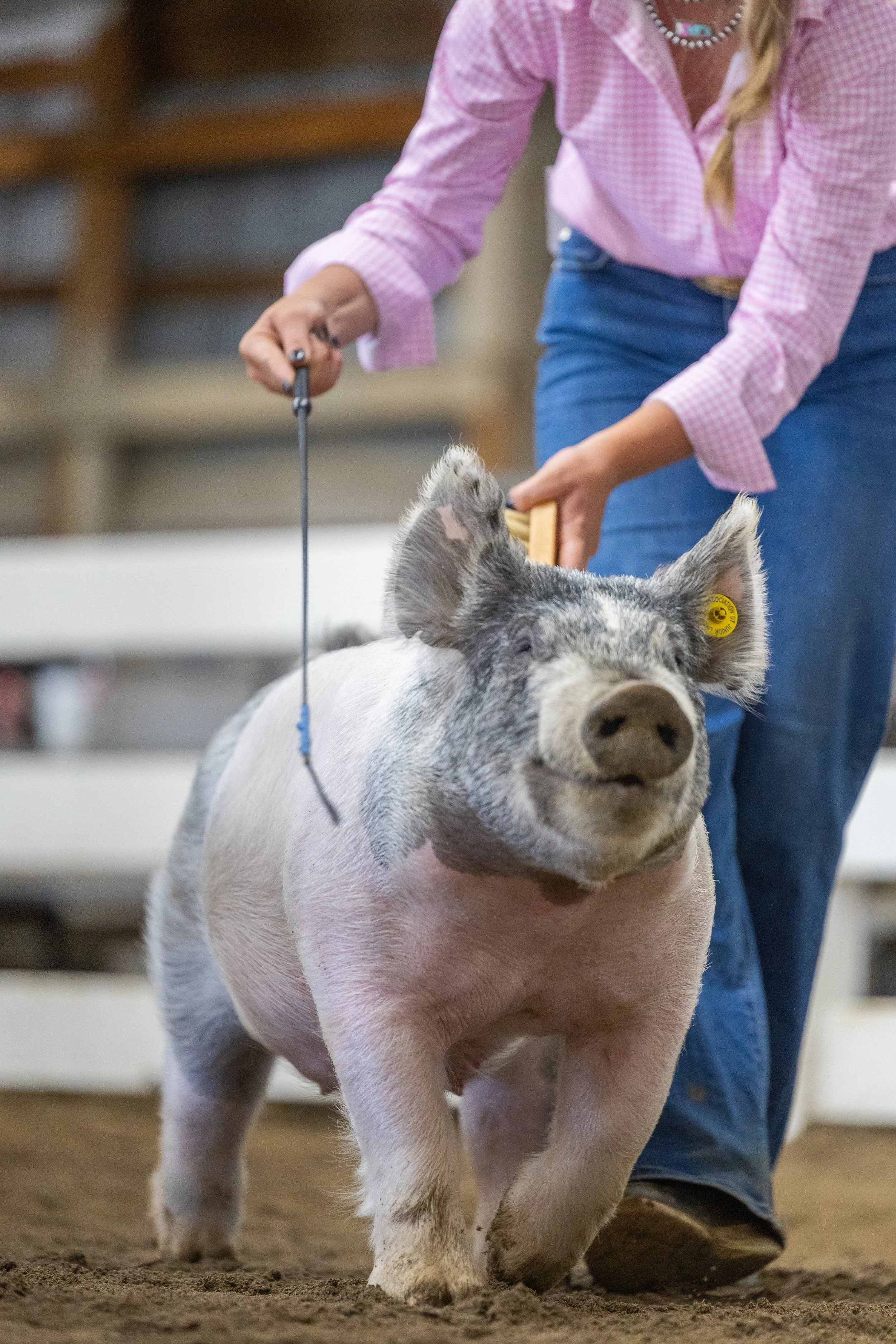 A pig standing on dirt with a person holding its ear, in a barn or indoor farm setting.