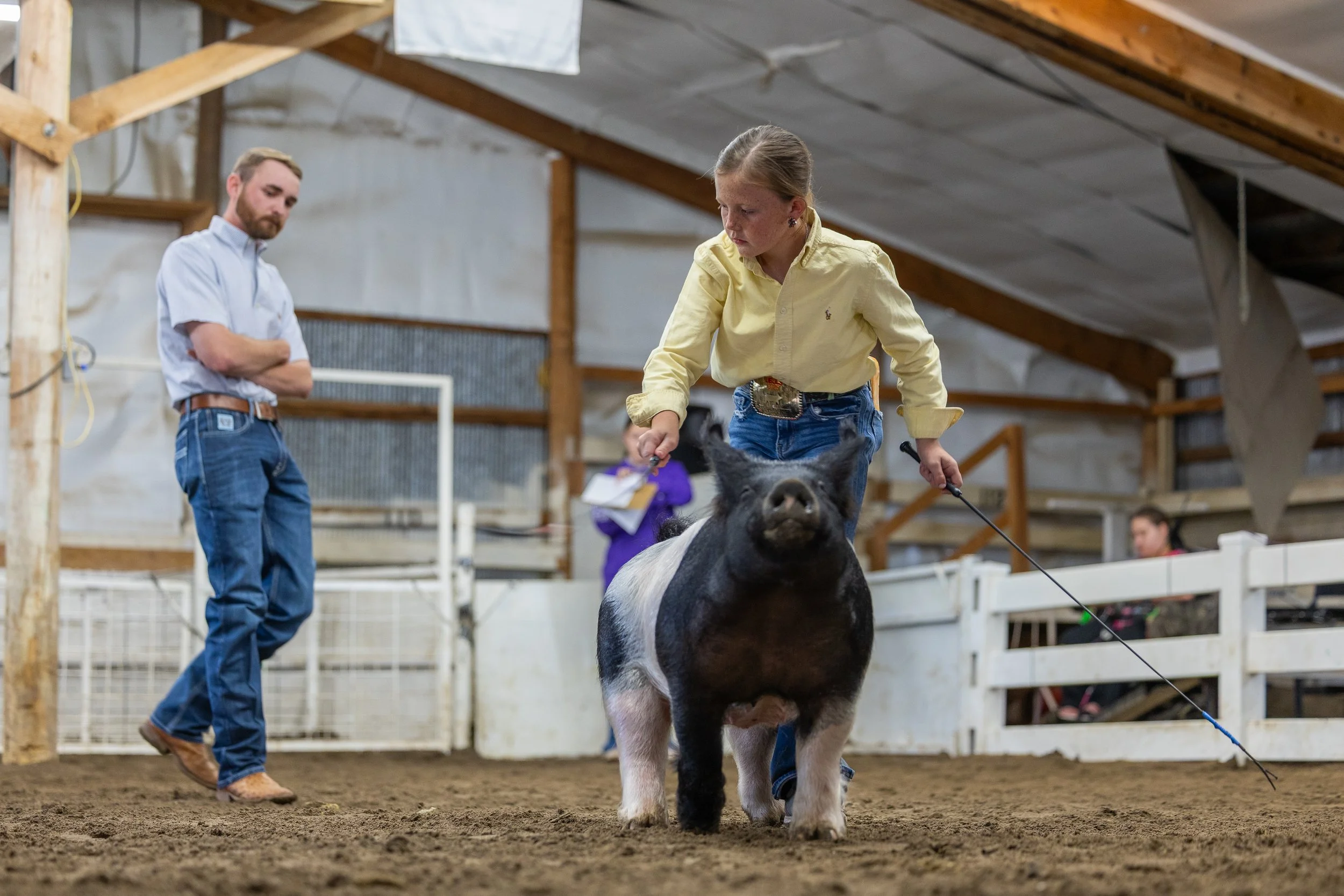 A young girl wearing a yellow shirt and jeans participates in a pig showing competition inside a barn or indoor arena, with a man in a light blue shirt and jeans observing in the background.