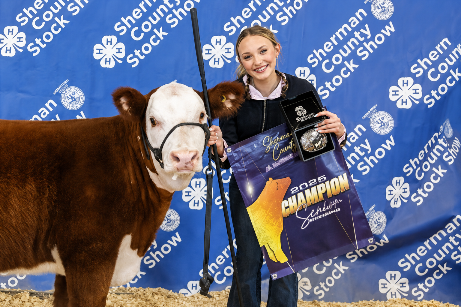 Hannah McCurry Show Steer Heifer