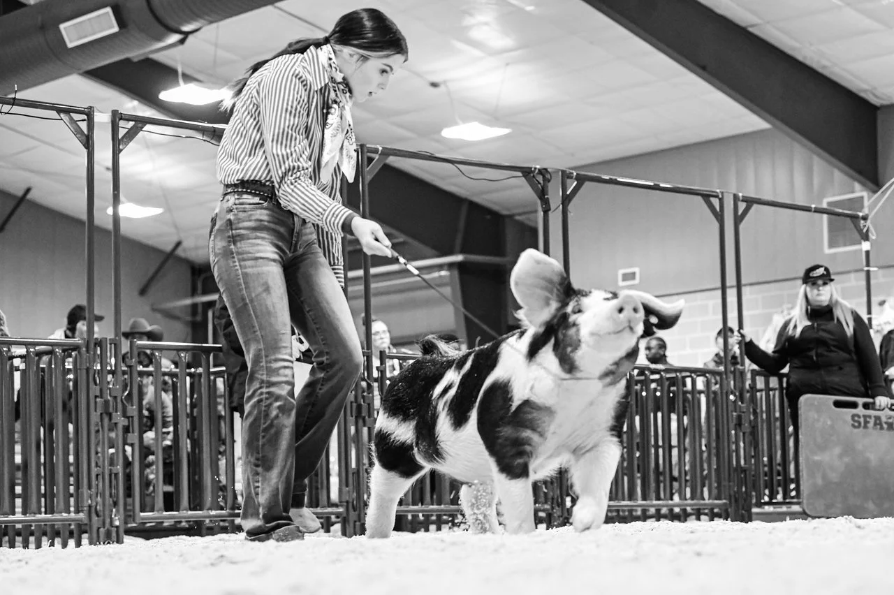 A woman with long hair, wearing jeans and a striped shirt, is handling a pig in an indoor livestock judging or showing event. The pig is black and white, and it appears to be smiling or sticking out its tongue. There are other people and fencing in the background.