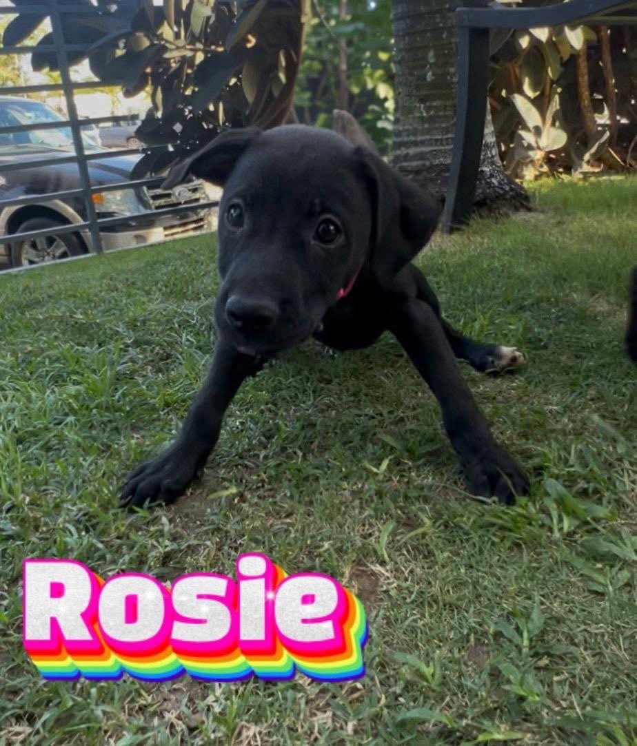 A black puppy with floppy ears lying on green grass, with the name 'Rosie' in colorful rainbow-text at the bottom of the image.