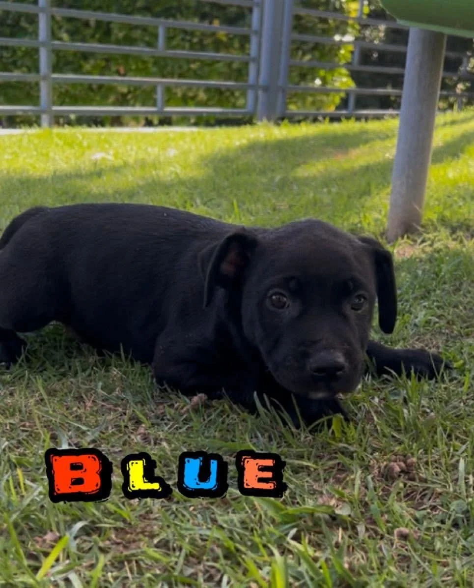 A black puppy lying on the grass near a metal fence, with the word 'BLUE' in colorful letters at the bottom of the image.