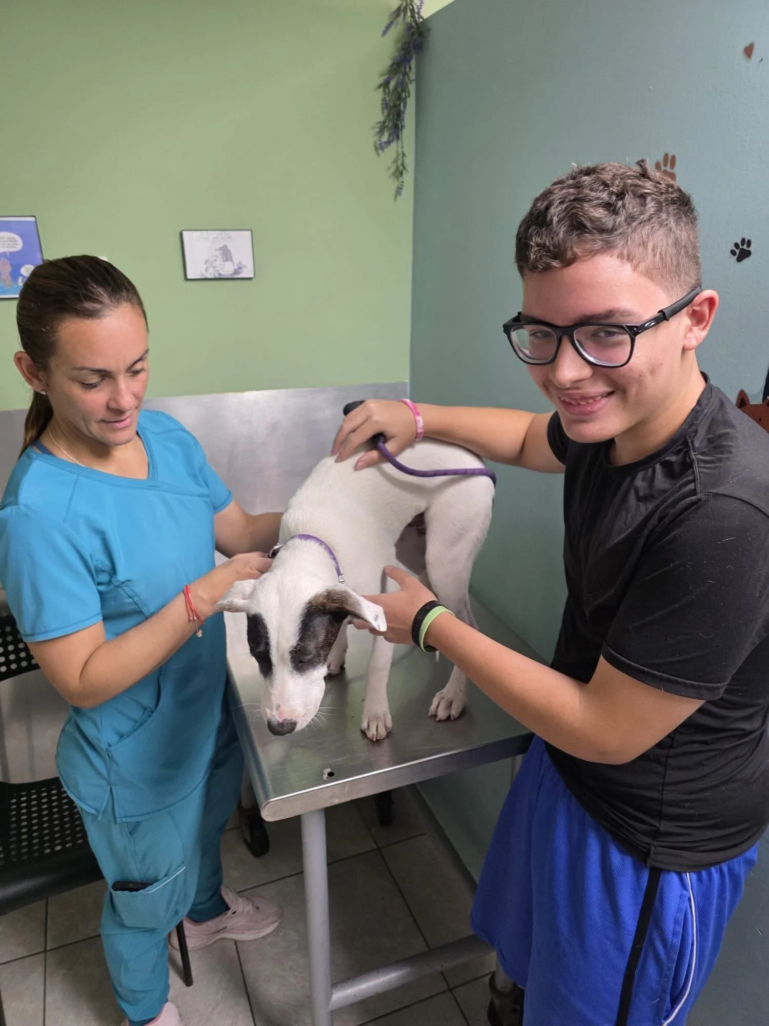 A dog at a veterinary clinic with a woman in scrubs and a young man. The dog is standing on an examination table while the woman and young man examine or treat it.