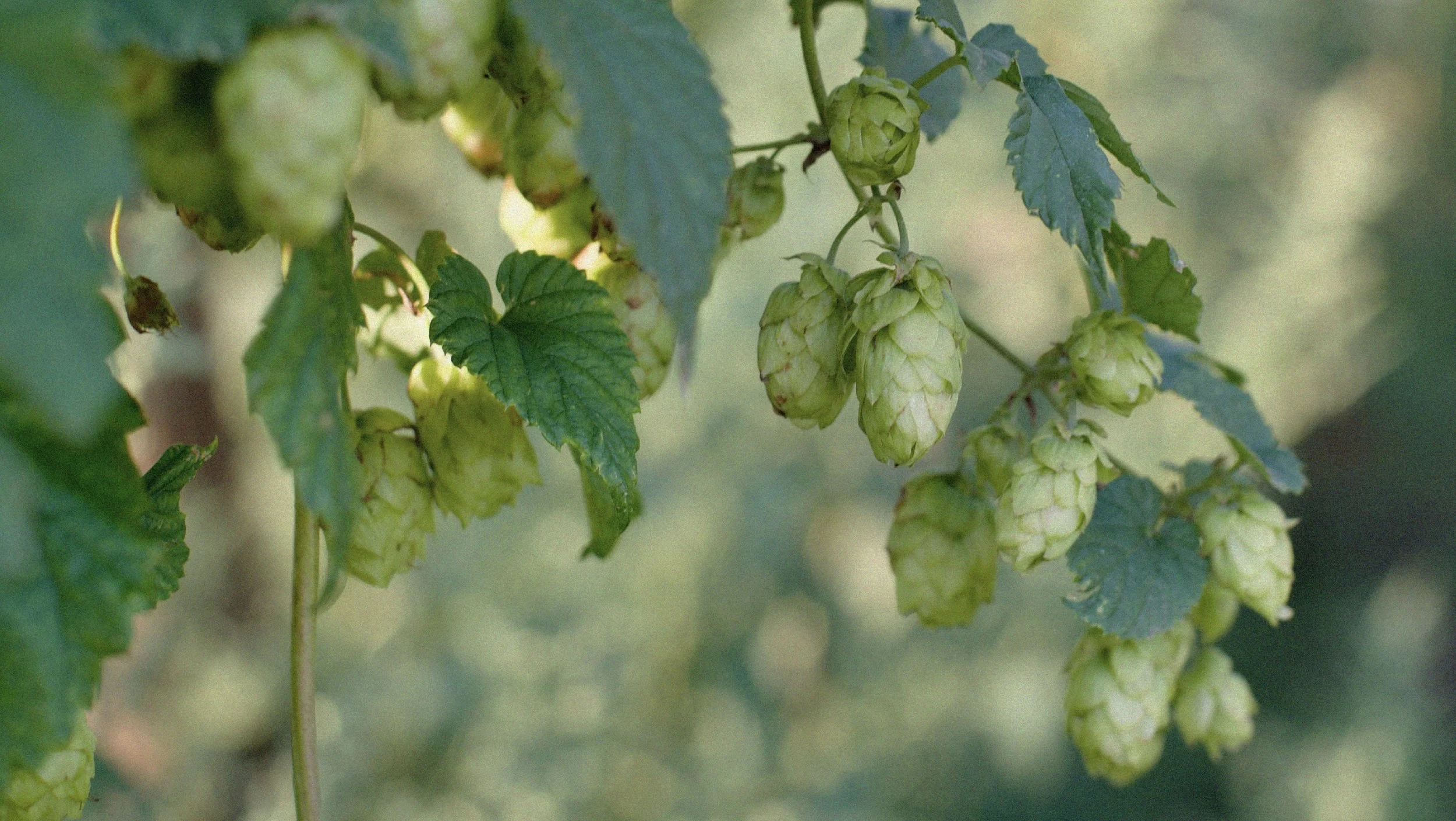 Brand image of fresh hops on the vine