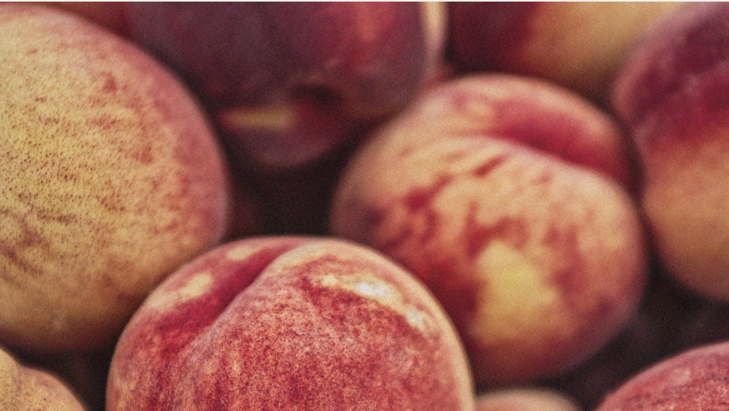 Brand imagery of fresh peaches for brewery
