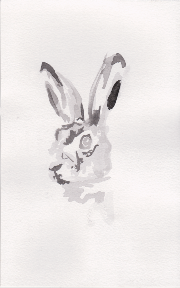 hare.png