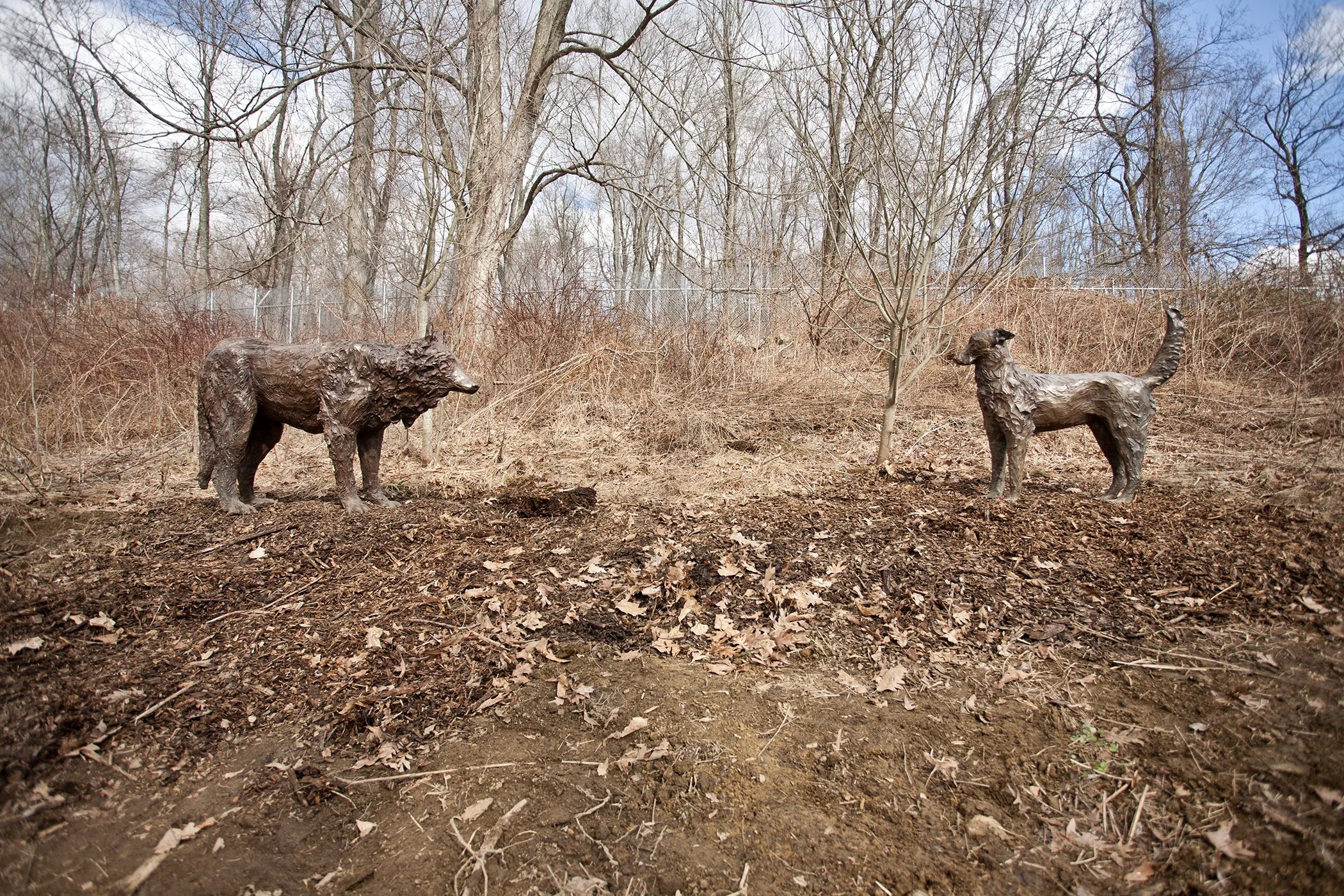 Encounter. Installed at the Wolf Conservation Center in South Salem, NY