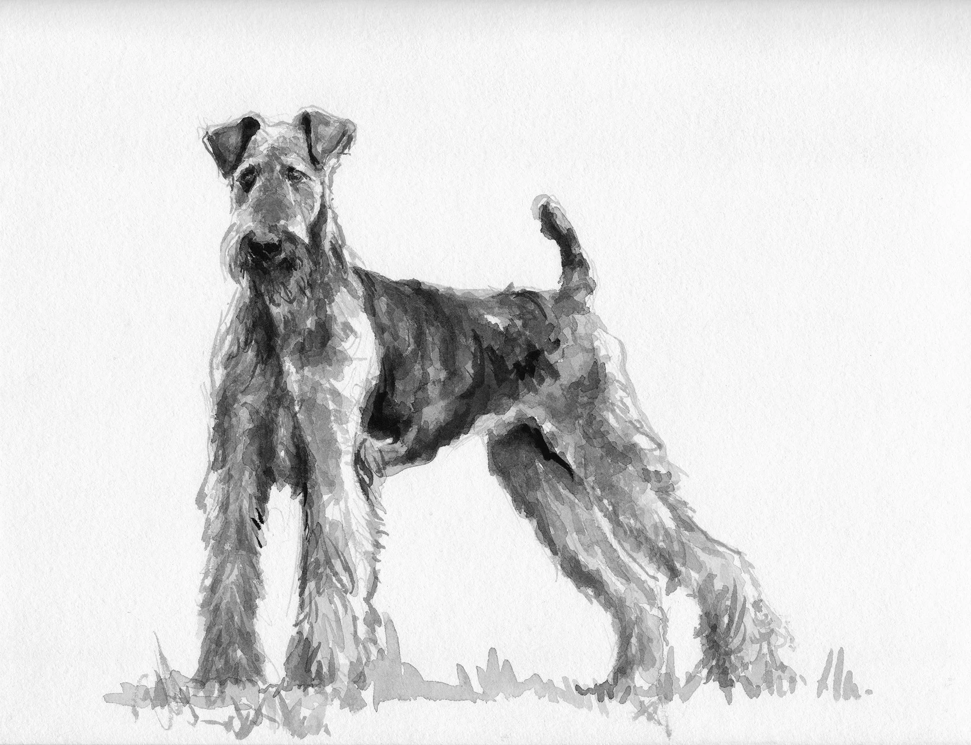 Airedale Terrier.jpg