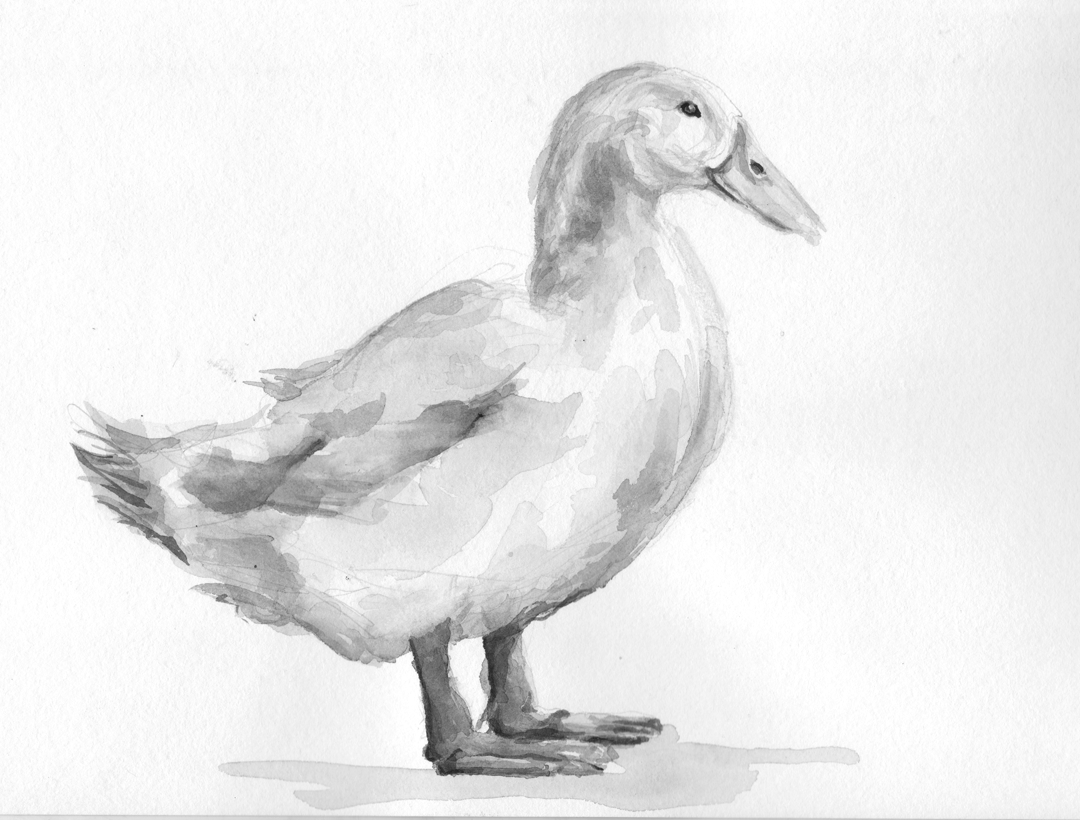 Duck.png