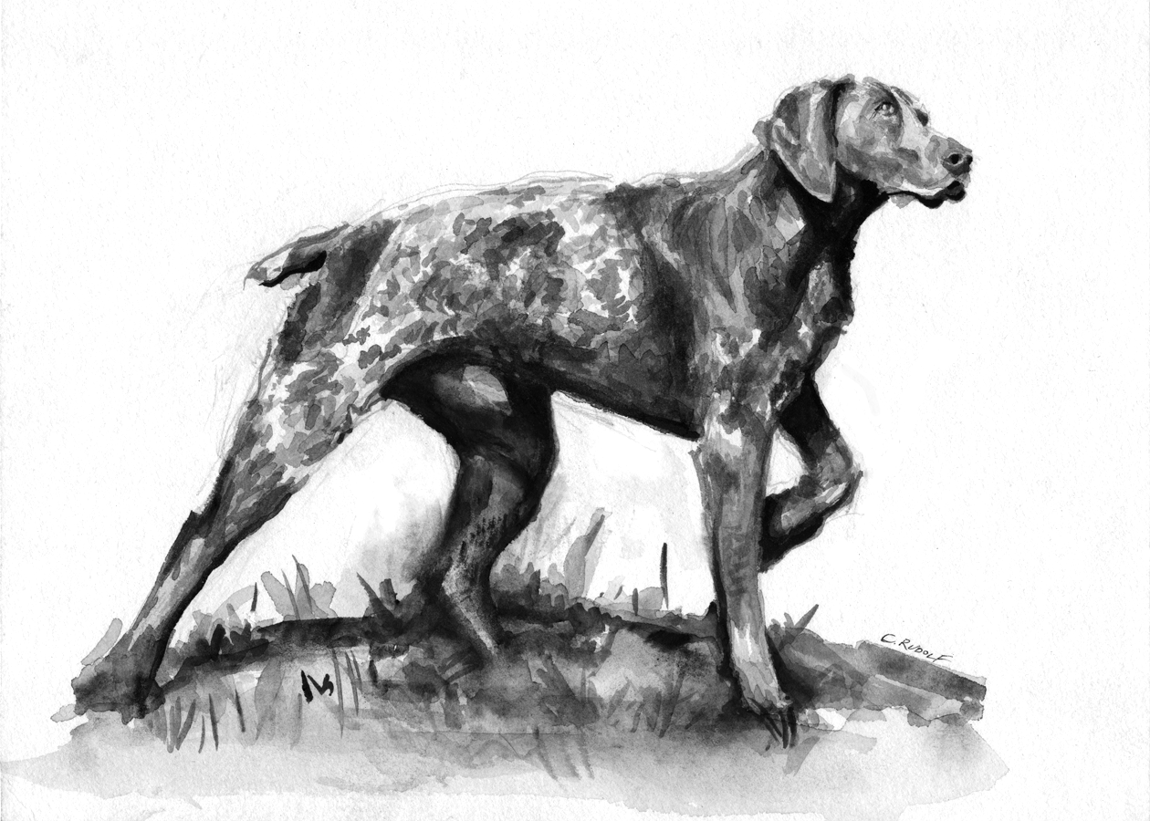 shorthaired pointer.png