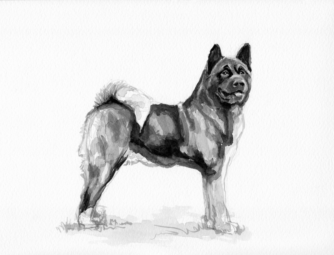 Dog Breed Studies