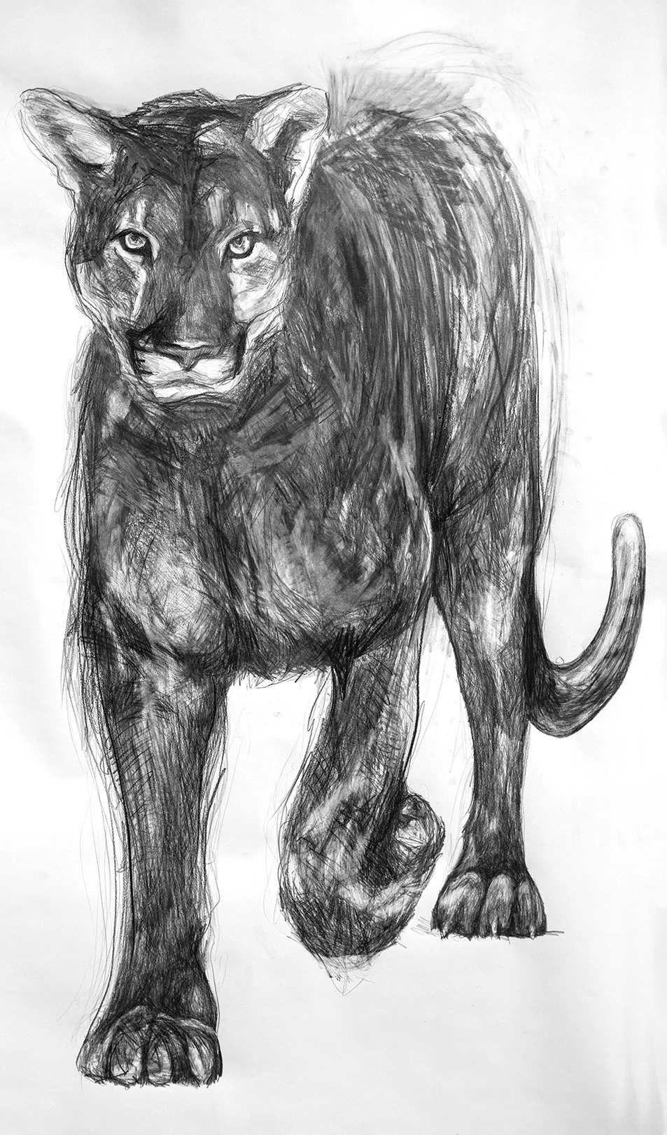 Mountain Lion 44.jpg