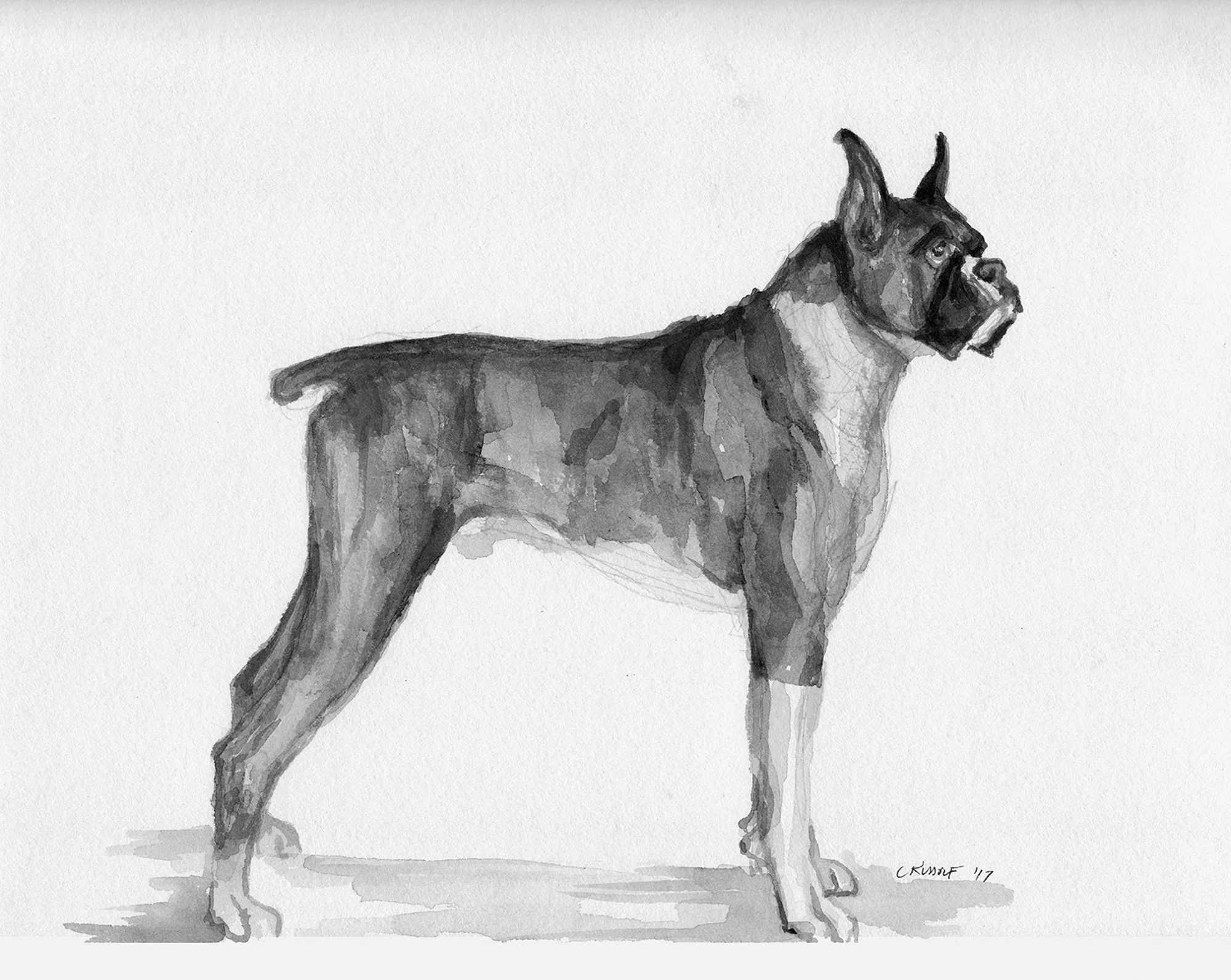 Boxer greyscae.jpg