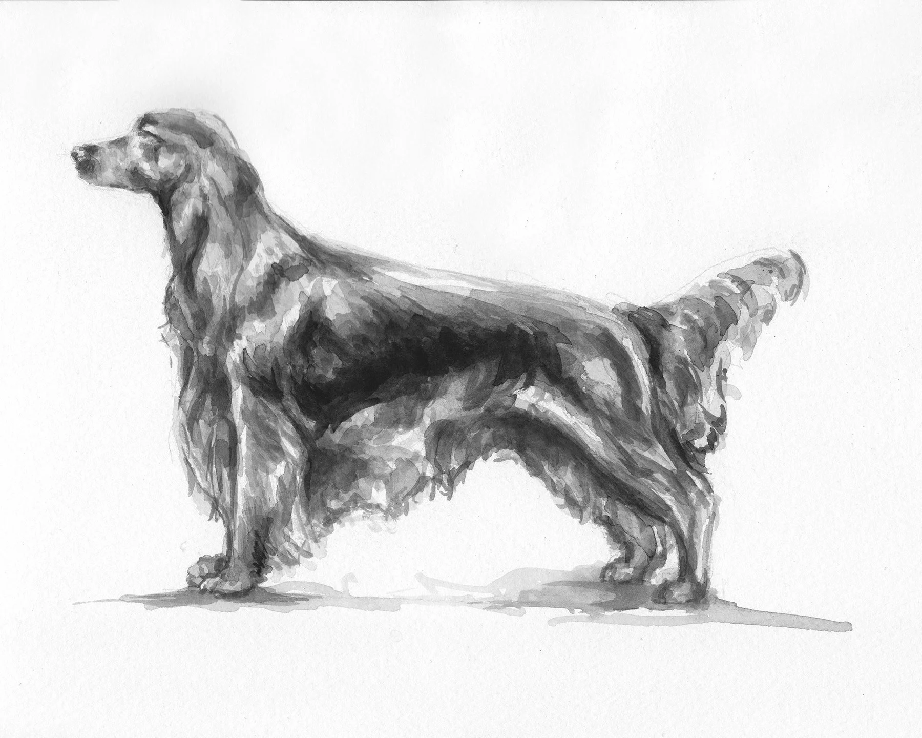 Dog Breed Studies