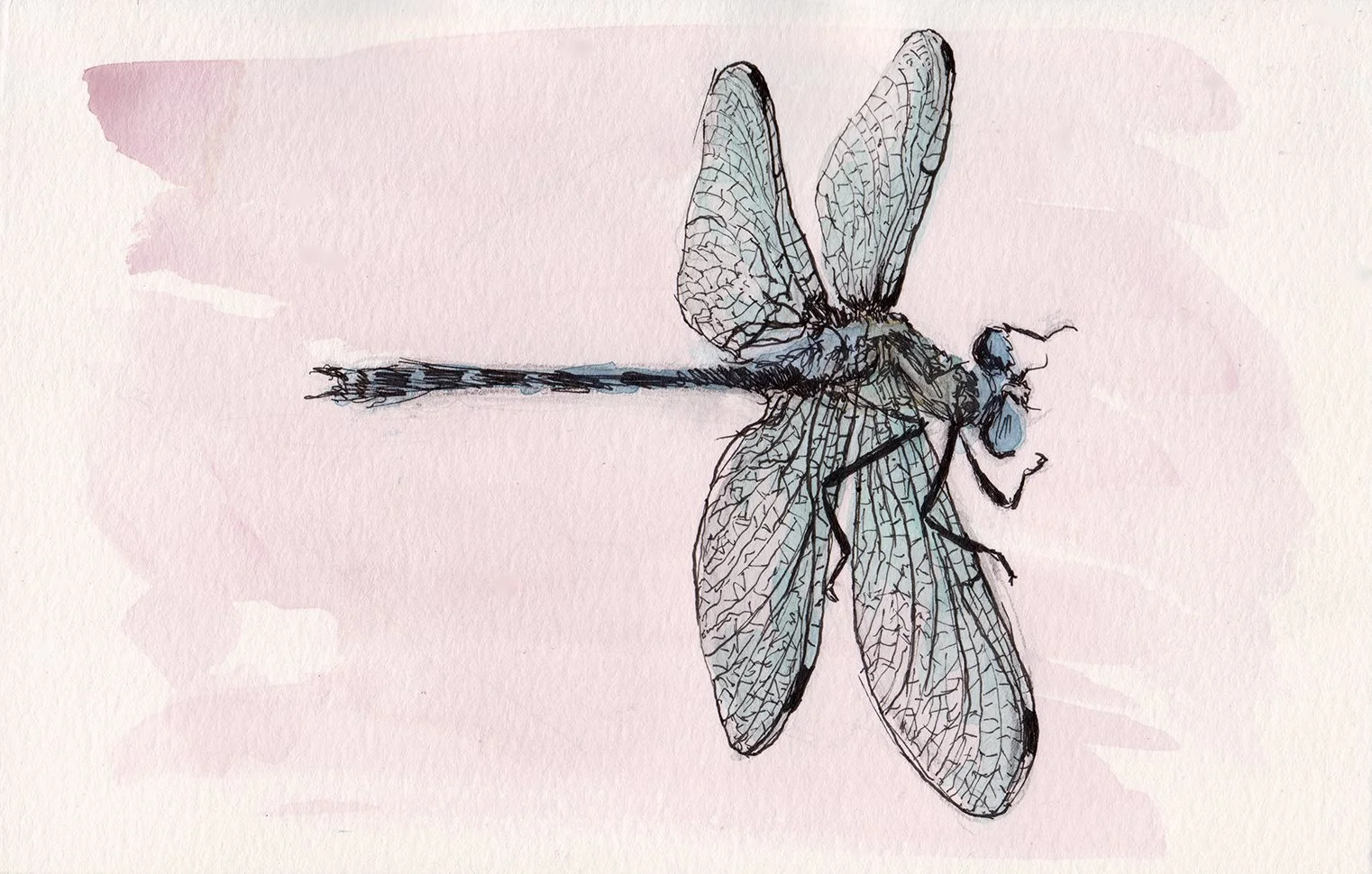 Dragonfly.jpg